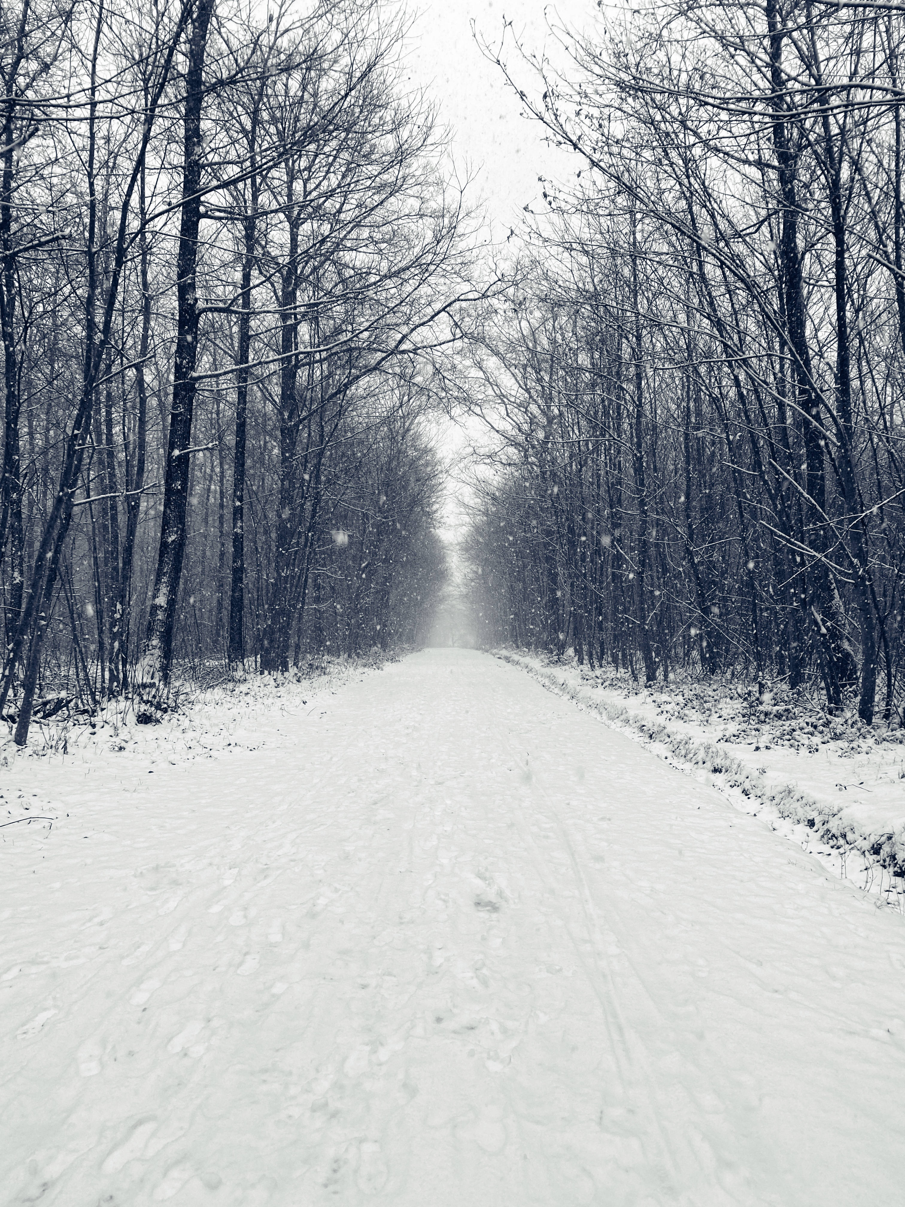 聖誕快樂 桌布 壁紙 — 一條被雪覆蓋的道路蜿蜒穿過冬日光禿的森林，天空灰濛，雪花飄落。