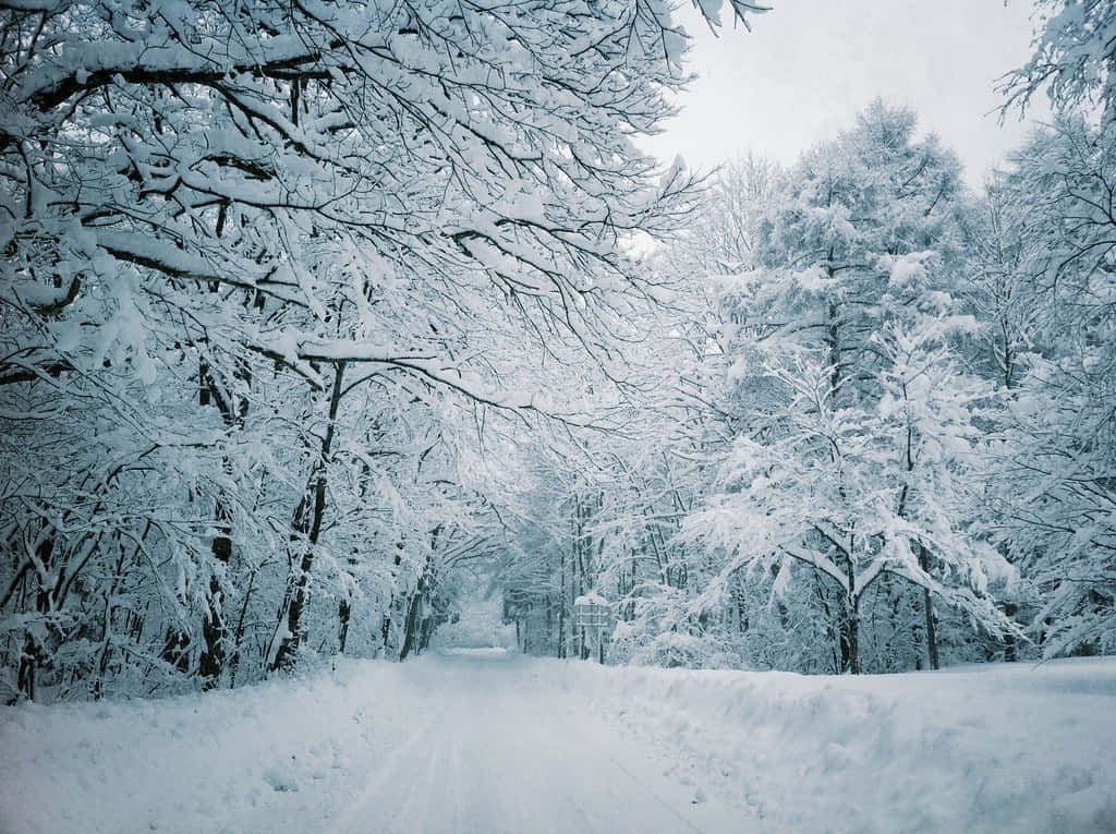 雪 桌布 壁紙 — 一條被雪覆蓋的道路蜿蜒穿過茂密的霜凍樹林，天空陰沉，冬日籠罩。