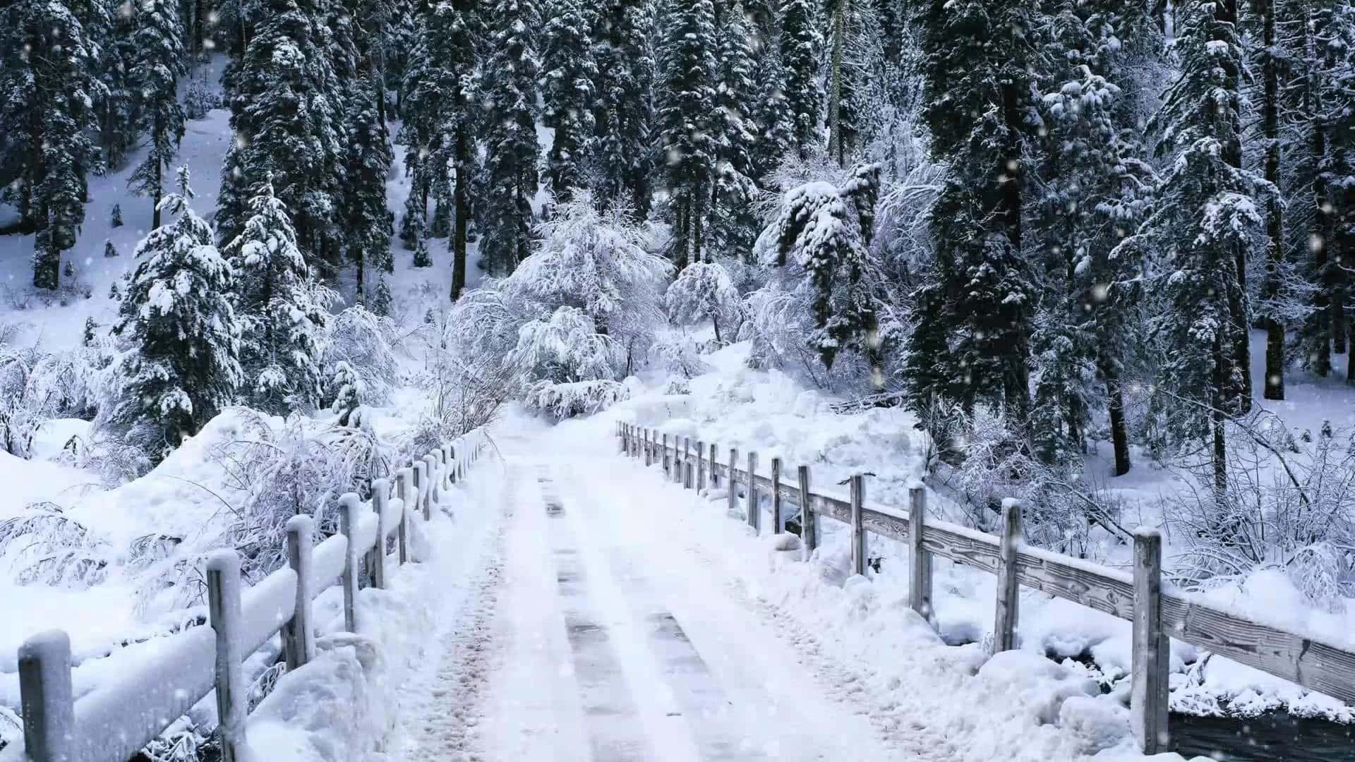 雪 桌布 壁紙 — 一條被雪覆蓋的道路蜿蜒穿過茂密的松樹林，兩旁有木柵欄，雪花飄落。