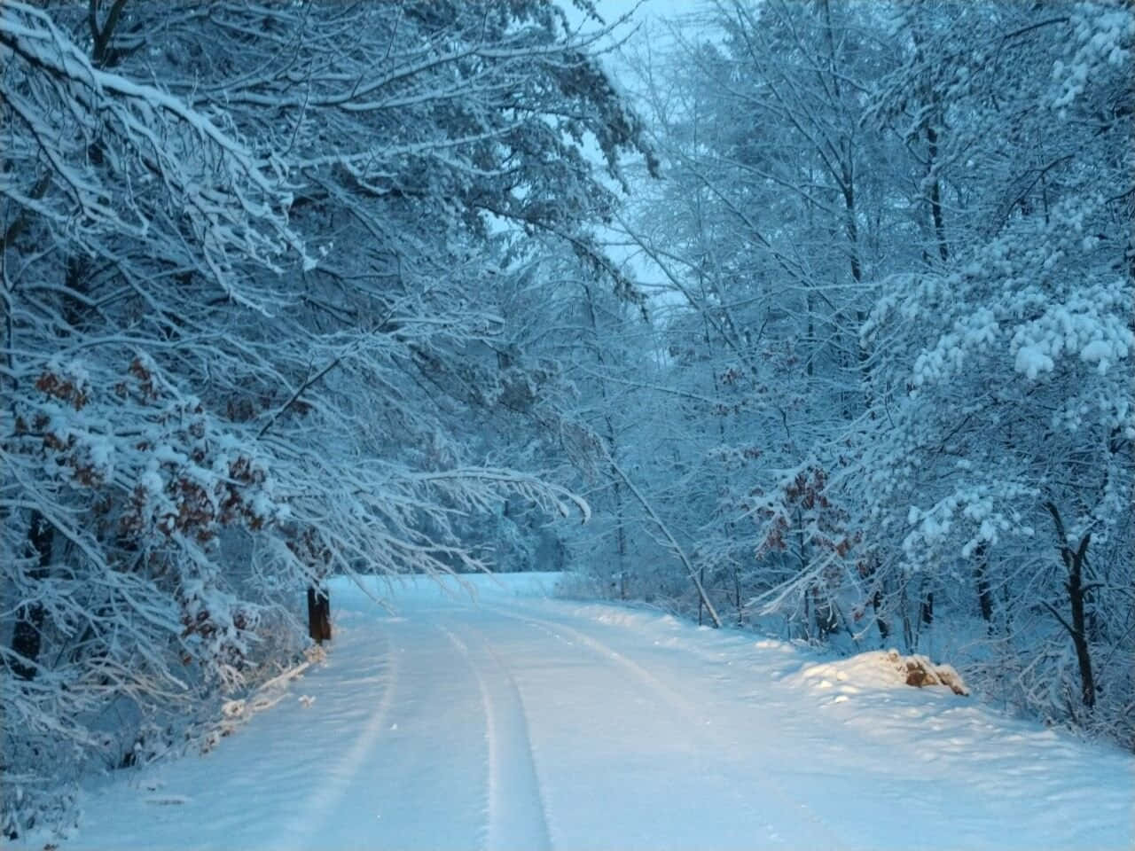 blizzard 桌布 壁紙 — 一條被雪覆蓋的道路蜿蜒穿過茂密的森林，結霜的樹枝在柔和冬日陽光下閃爍。