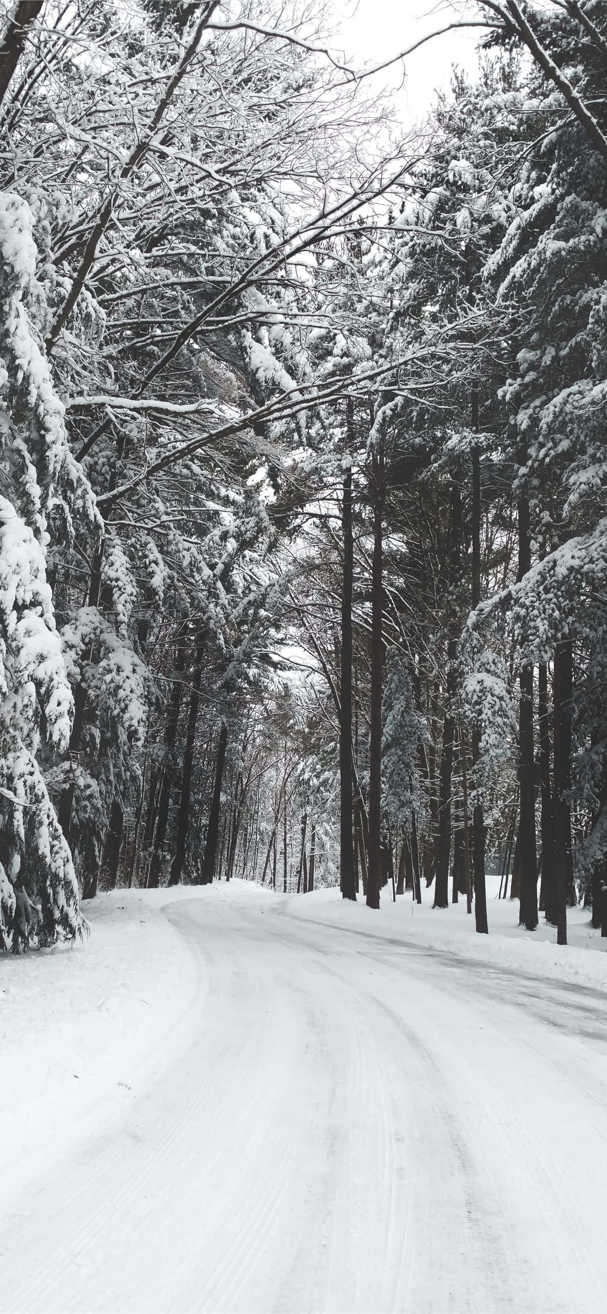Snow iPhone 桌布 壁紙 — 一條被雪覆蓋的道路蜿蜒穿過茂密的高大常青樹林，天空陰沉沉的冬日。