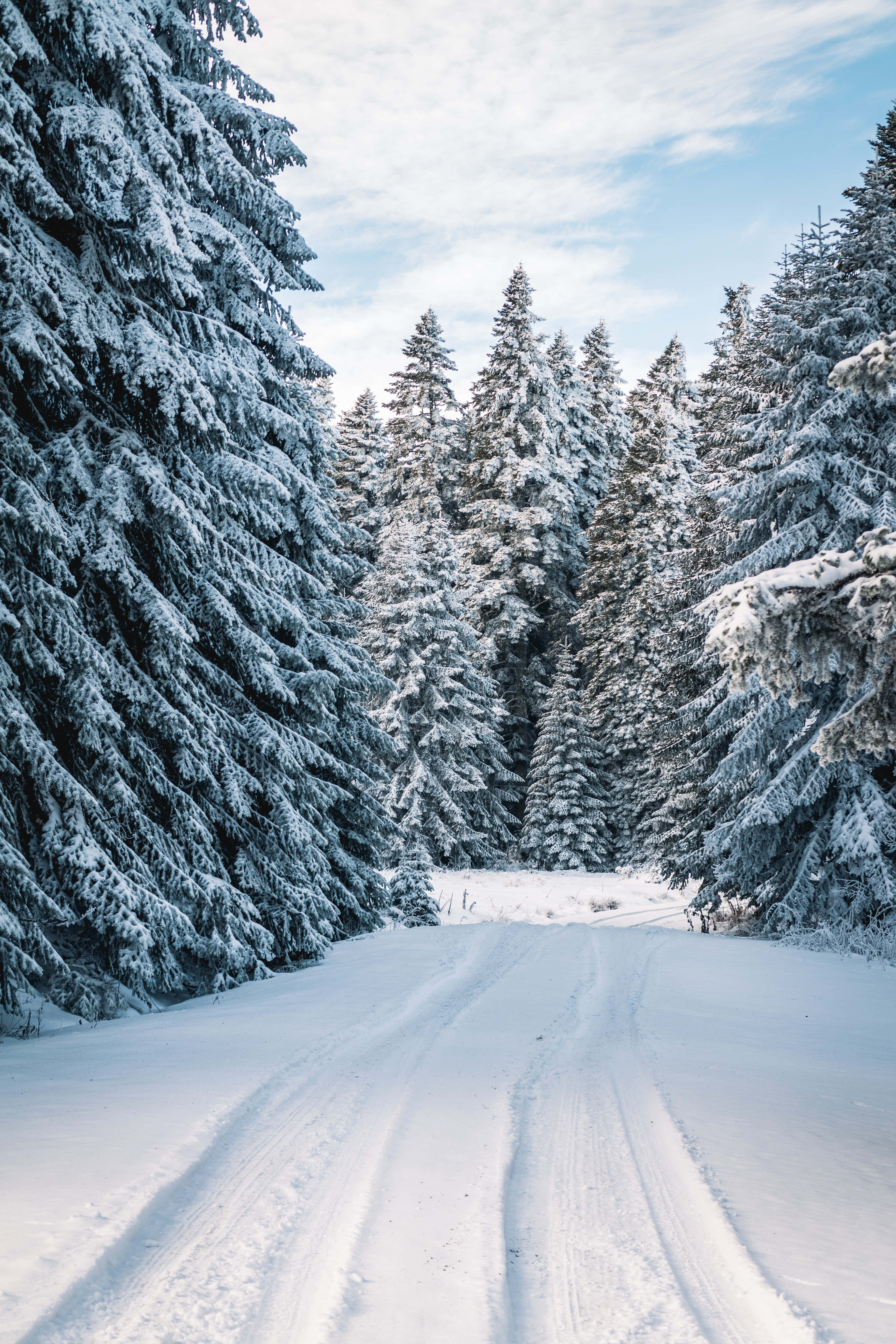 Winter Forest 桌布 壁紙 — 一條被雪覆蓋的道路蜿蜒穿過茂密的常綠樹林，上方是明亮的冬日天空。