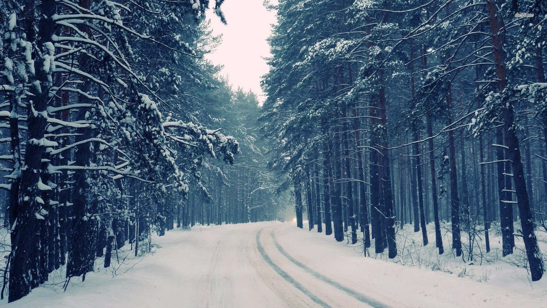 Winter Forest 桌布 壁紙 — 一條被雪覆蓋的道路蜿蜒穿過茂密的松樹林，在蒼白的冬日天空下。
