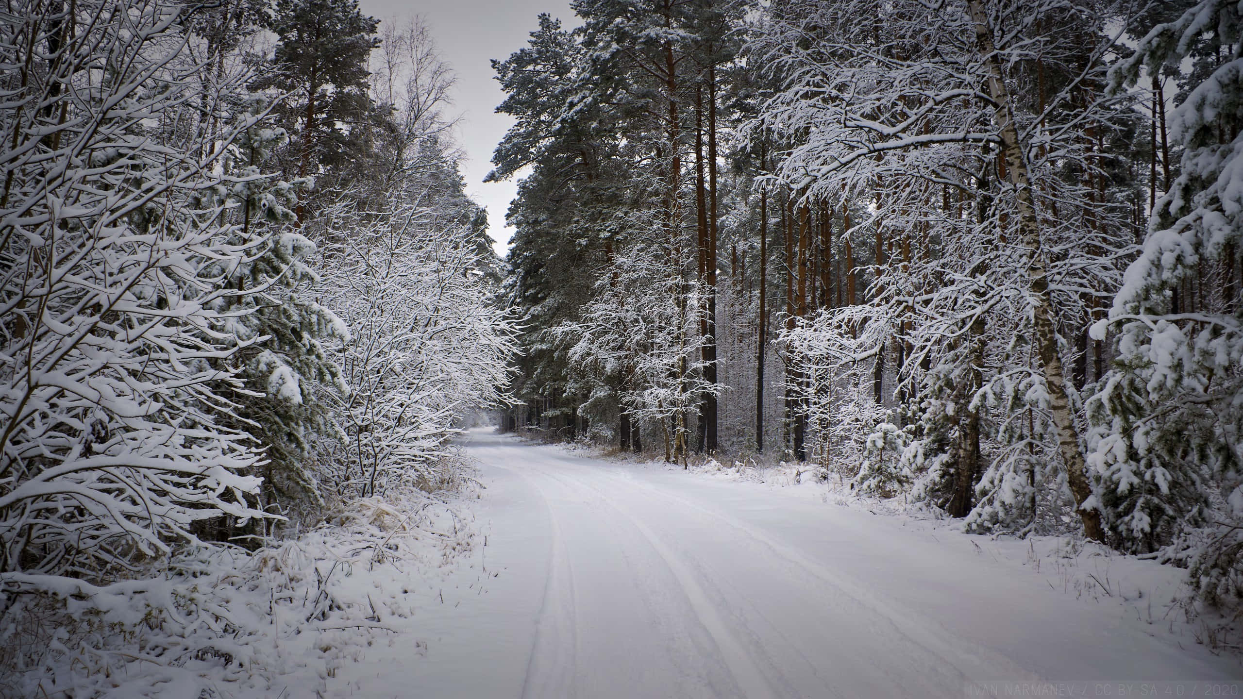 Snowy Forest 桌布 壁紙 — 一條被雪覆蓋的道路蜿蜒穿過茂密的冬季森林，高大的樹木在陰天天空下披著白色。