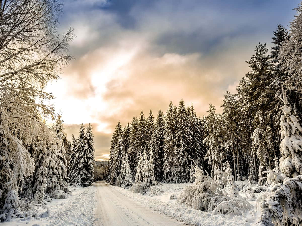 Nature Landscape 桌布 壁紙 — 一條被雪覆蓋的道路蜿蜒穿過茂密的霜凍常青樹林，在戲劇性的金色日落天空下。