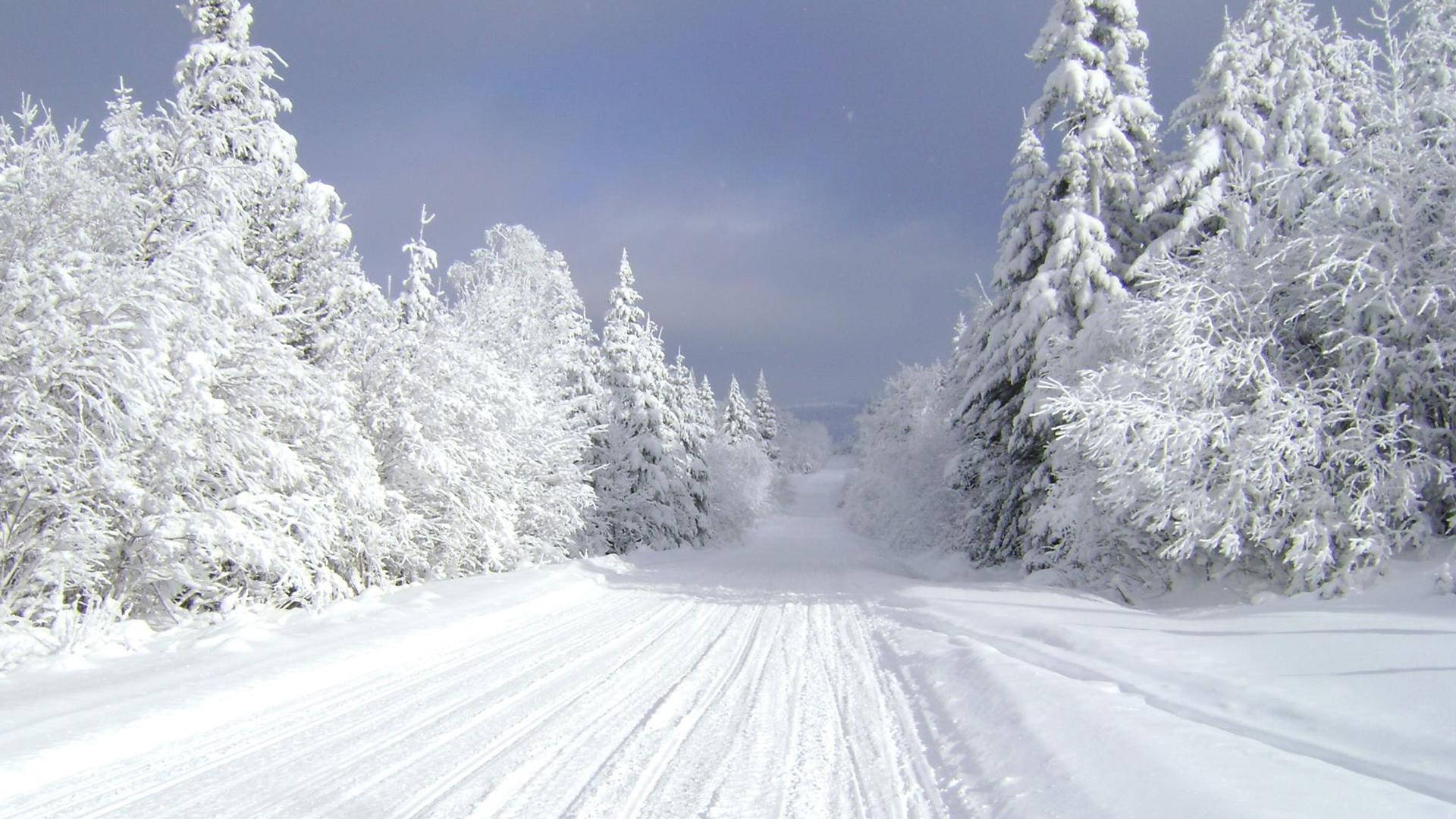 冬季 桌布 壁紙 — 一條被雪覆蓋的道路蜿蜒穿過茂密的松林，樹上掛滿霜雪，天空呈現淡藍色。