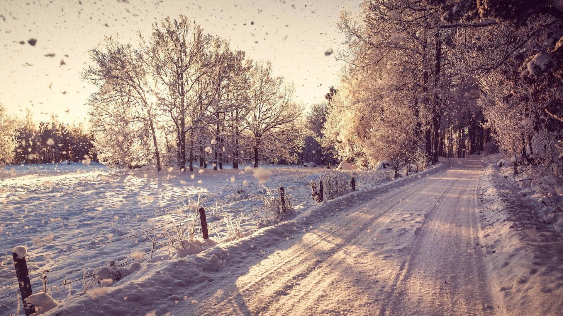 冬季桌面 桌布 壁紙 — 一條被雪覆蓋的鄉村道路在柔和的金色日出下蜿蜒穿過結霜的樹木。