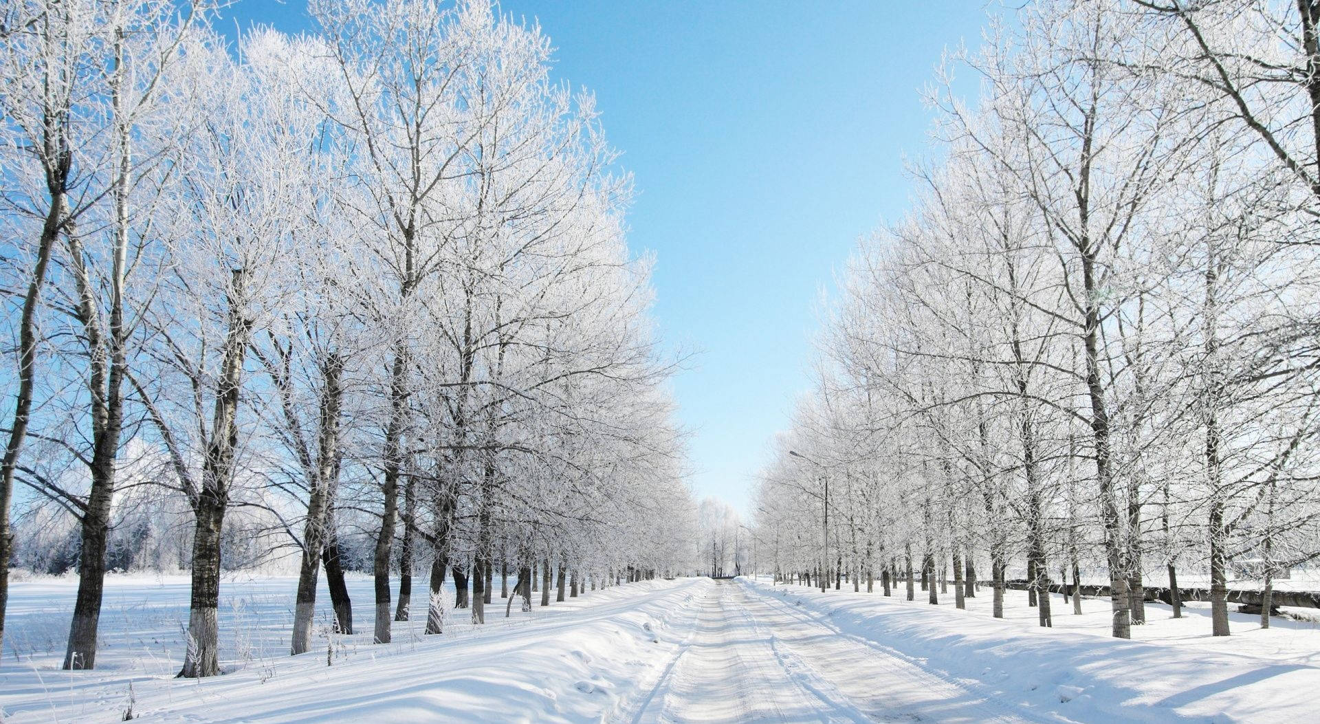 雪 桌布 壁紙 — 一條被霜雪覆蓋的樹木夾道的積雪道路，延伸至清澈湛藍的冬日天空。