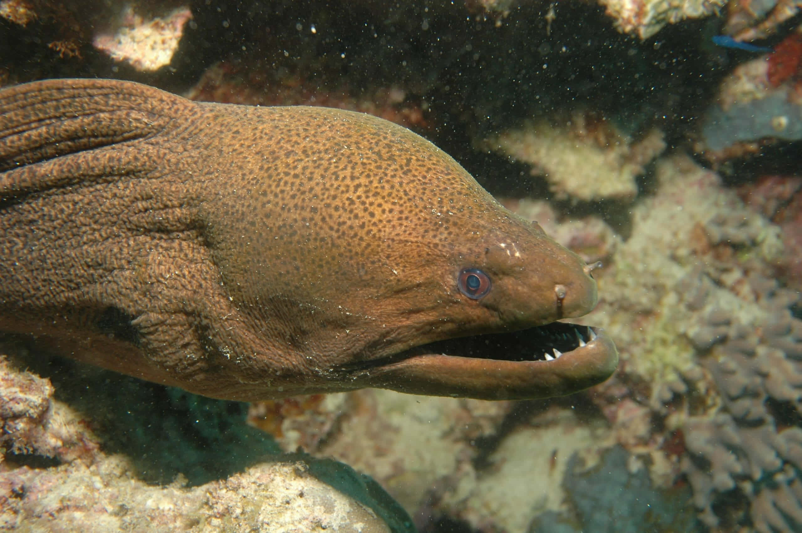 Eel 桌布 壁紙 — 一條褐色斑點海鱔露出尖牙，從水下珊瑚礁中探出頭來的特寫。