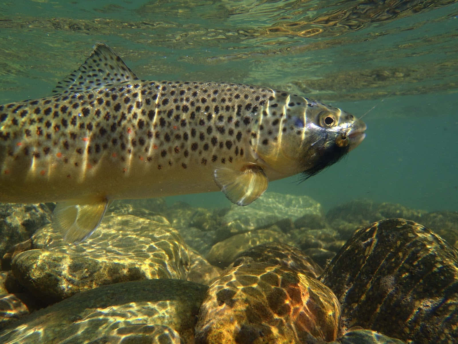Brown Trout 桌布 壁紙 — 一條褐鱒在清澈的水中，陽光照射的河石上優雅地游動，水面有斑駁的光影。