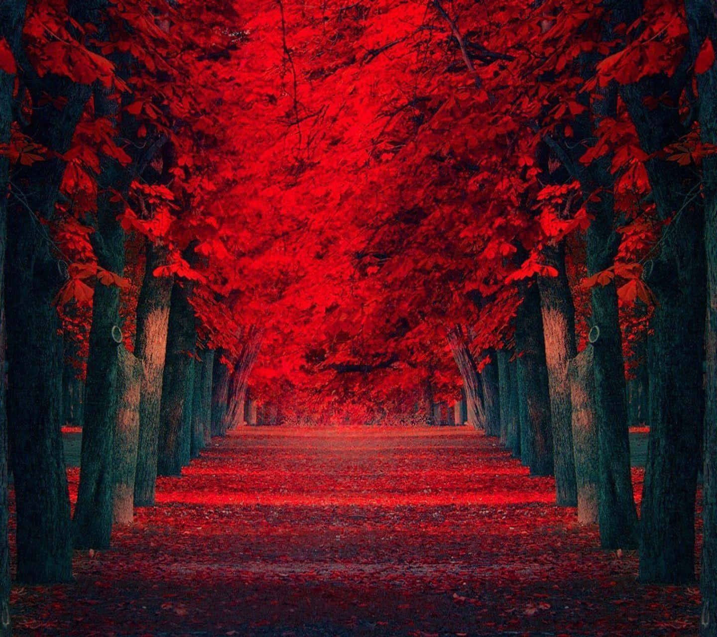 紅色動圖 桌布 壁紙 — 一條超現實的森林小徑，兩旁樹木的樹葉和落葉在戲劇性的燈光下閃耀著濃烈的深紅色。