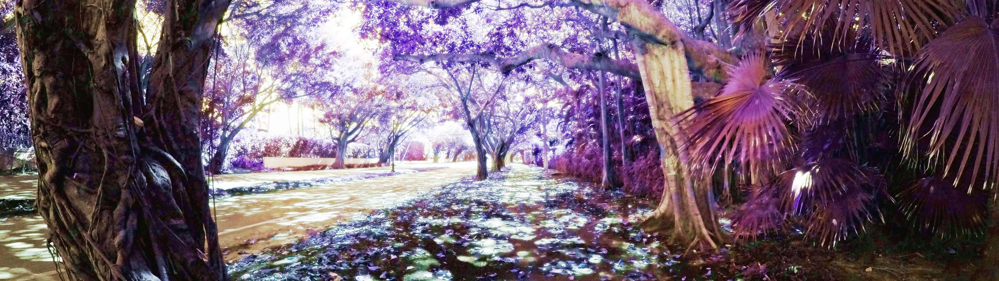 3200x900 桌布 壁紙 — 一條超現實的森林小徑，沐浴在發光的紫色光芒中，擁有鮮豔的樹葉和斑駁的陰影。