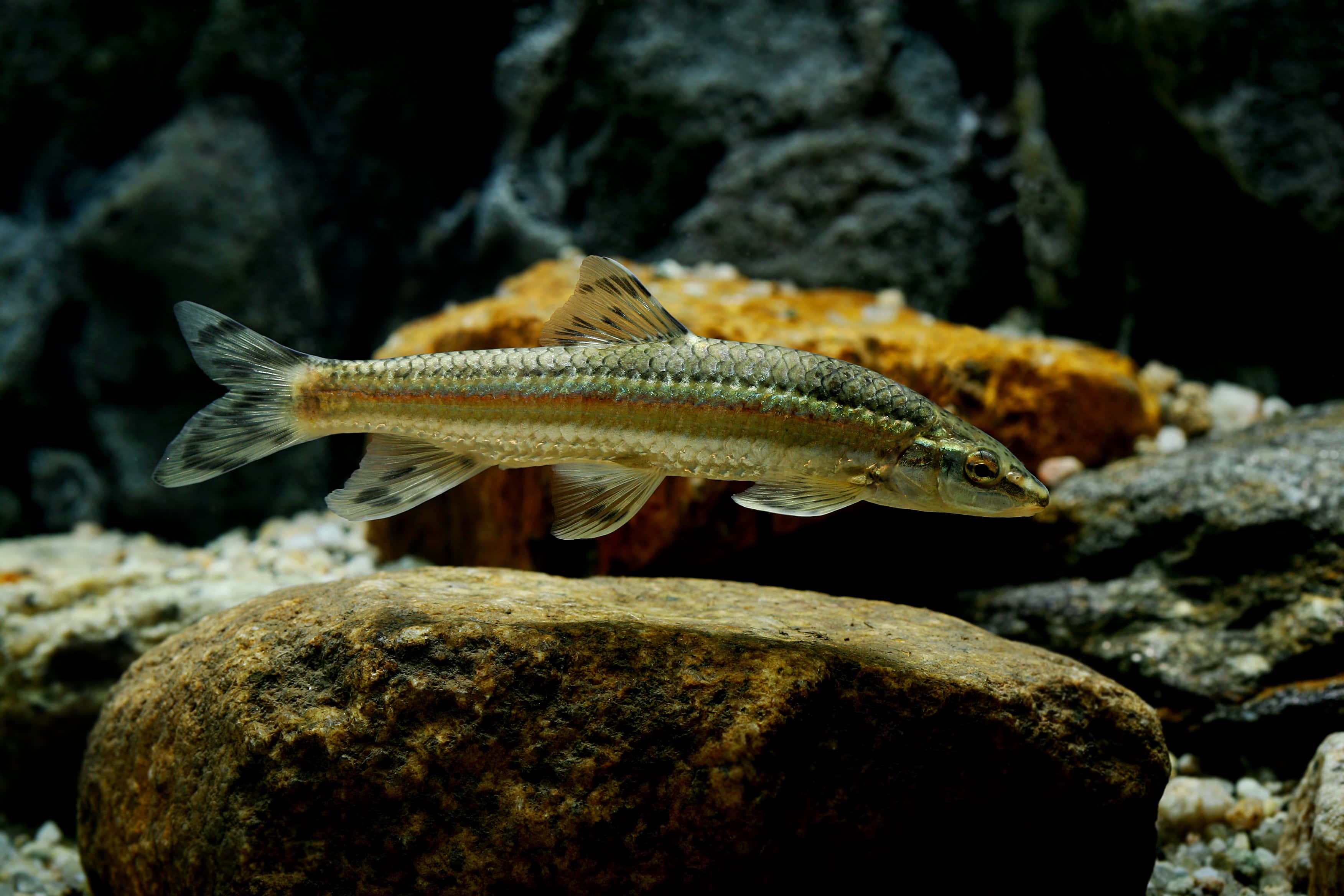 3d Fish 桌布 壁紙 — 一條身形修長、帶有銀色鱗片和紅色條紋的魚，在清澈的淡水溪流中優雅地滑過長滿苔蘚的岩石。