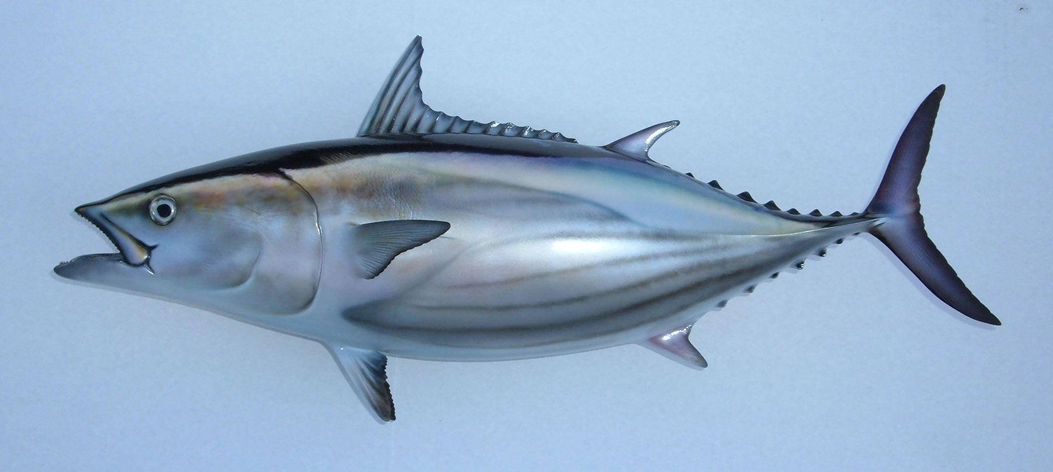 水下動畫 桌布 壁紙 — 一條逼真的 3D 渲染鮪魚，帶有金屬銀色鱗片和深色背鰭，背景為純淺藍色。