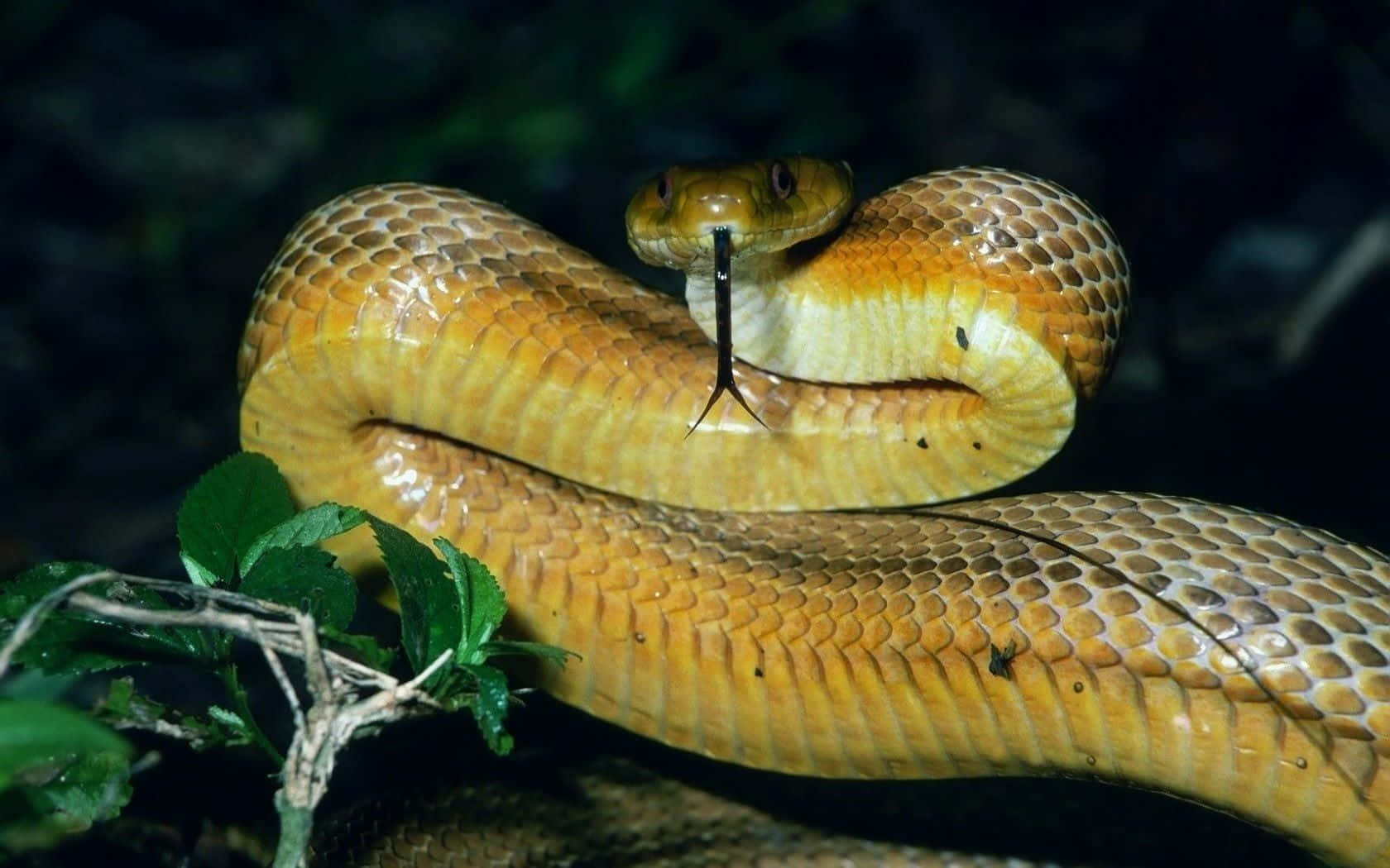 Yellow Snake 桌布 壁紙 — 一條金啡色的蛇在黑暗的樹葉中防禦性地盤繞，其分叉的舌頭在夜間閃動。
