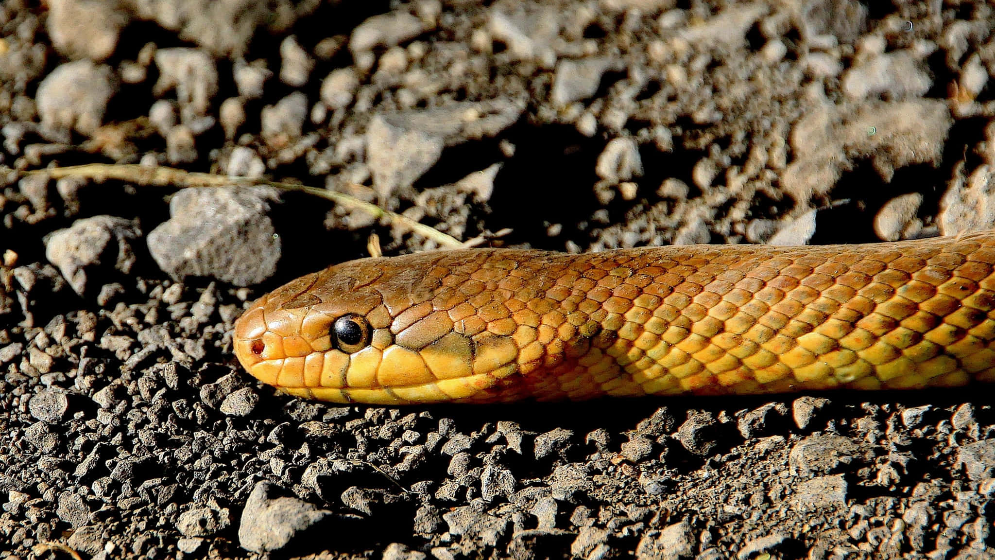 Yellow Snake 桌布 壁紙 — 一條金棕色蛇，帶有細緻鱗片，在陽光照射的碎石上休息的特寫。