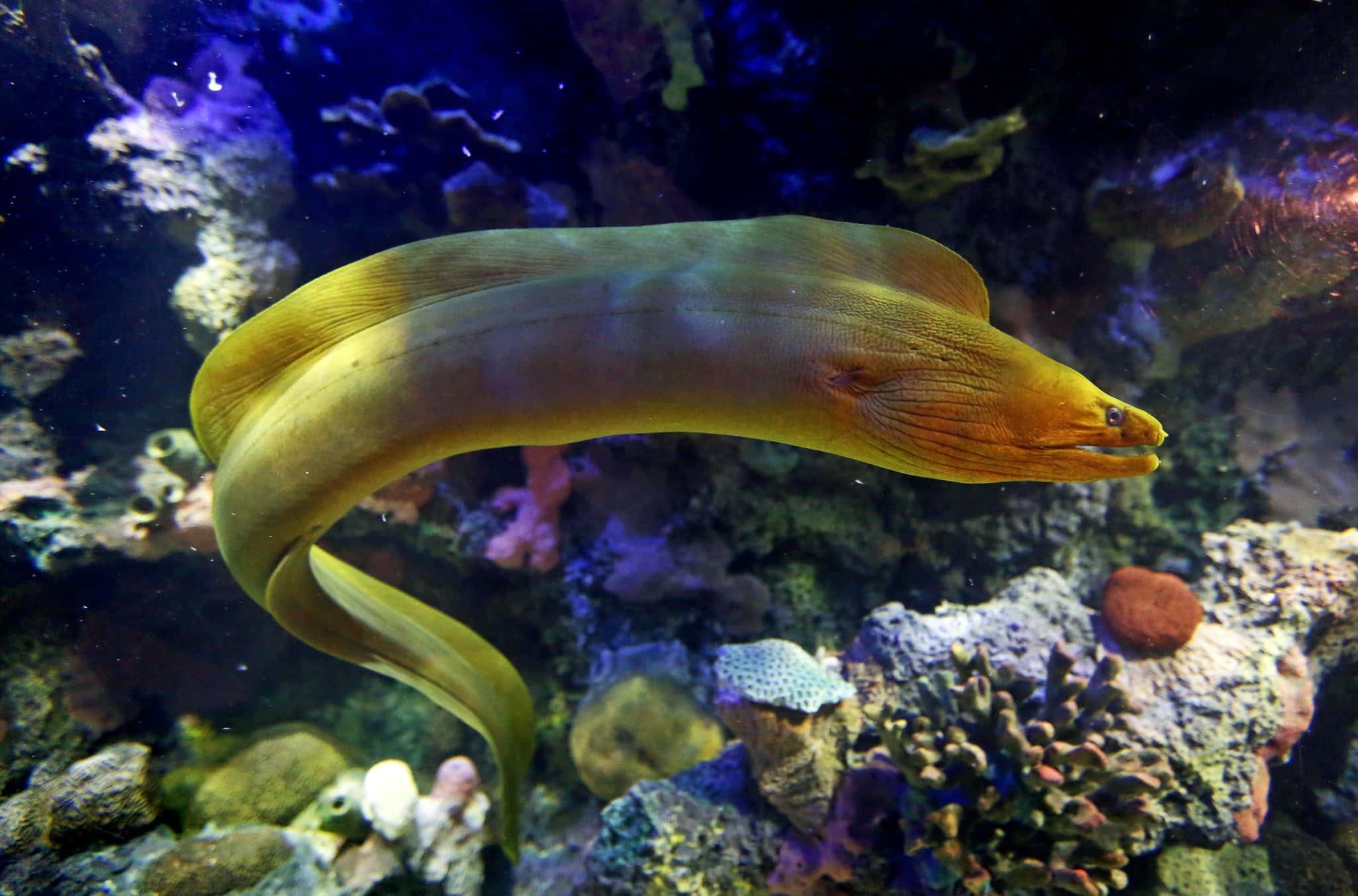 Eel 桌布 壁紙 — 一條金色海鰻在深藍色海水下優雅地滑過充滿活力的珊瑚礁。