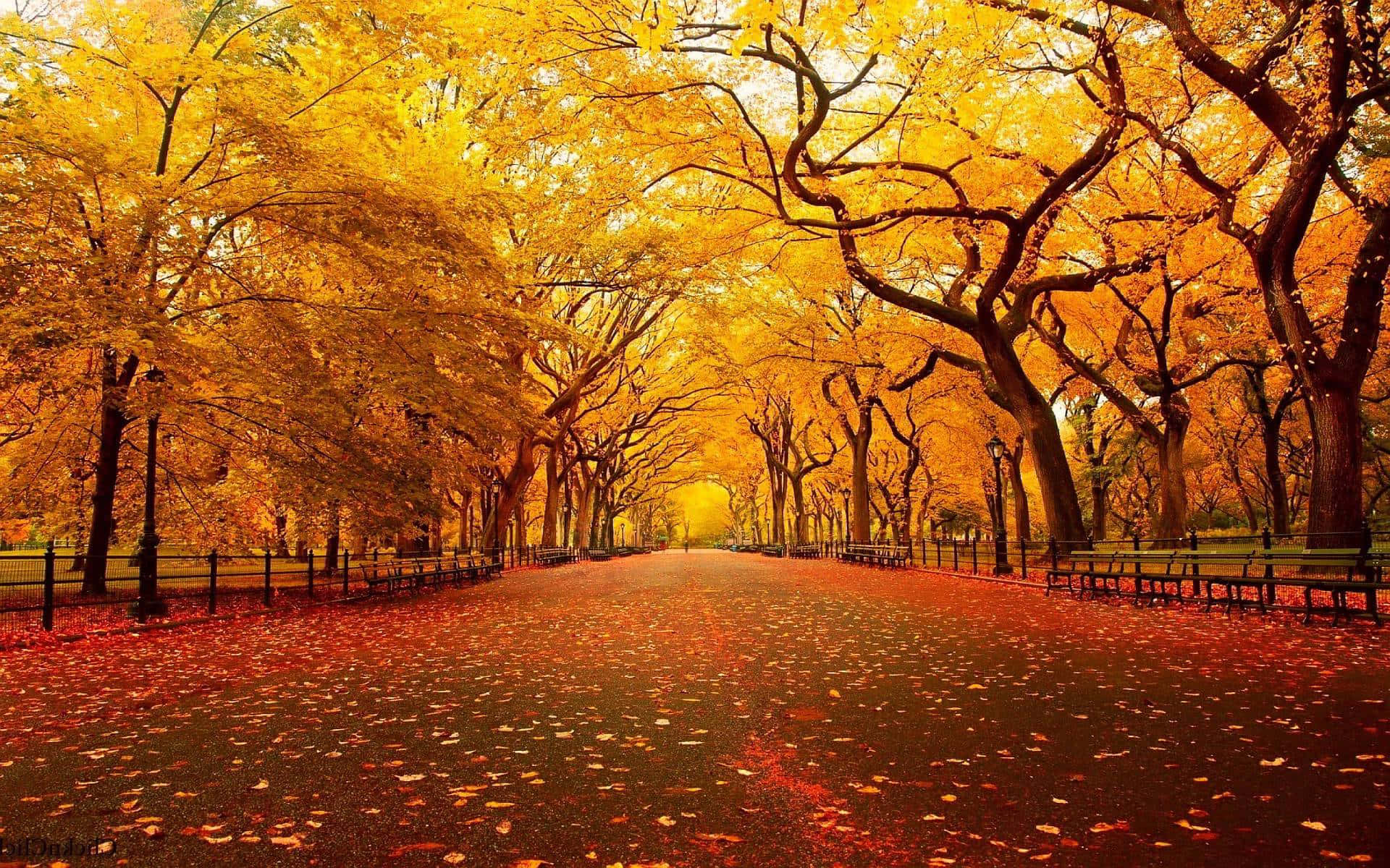 Cool Fall 桌布 壁紙 — 一條金色的秋天小徑，兩旁高聳的樹木在頭頂拱起，將溫暖的光線灑在落葉地毯上。