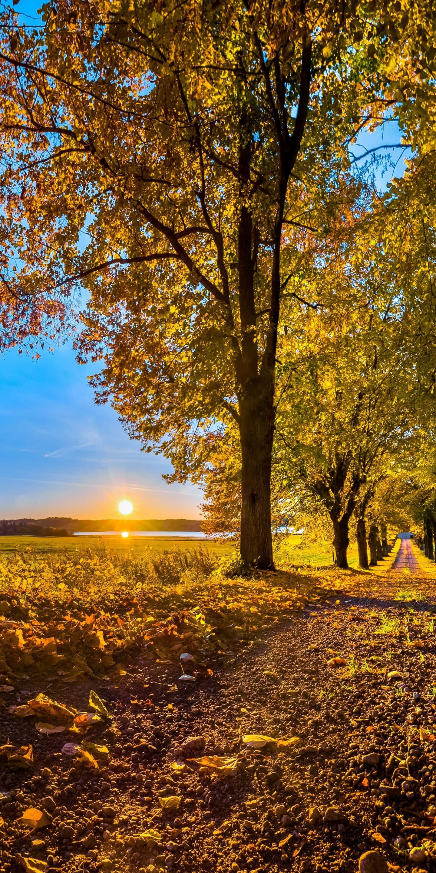 Autumn Fall 桌布 壁紙 — 一條金色的秋日小徑，兩旁樹木成蔭，拱向平靜湖面上閃耀的日落。