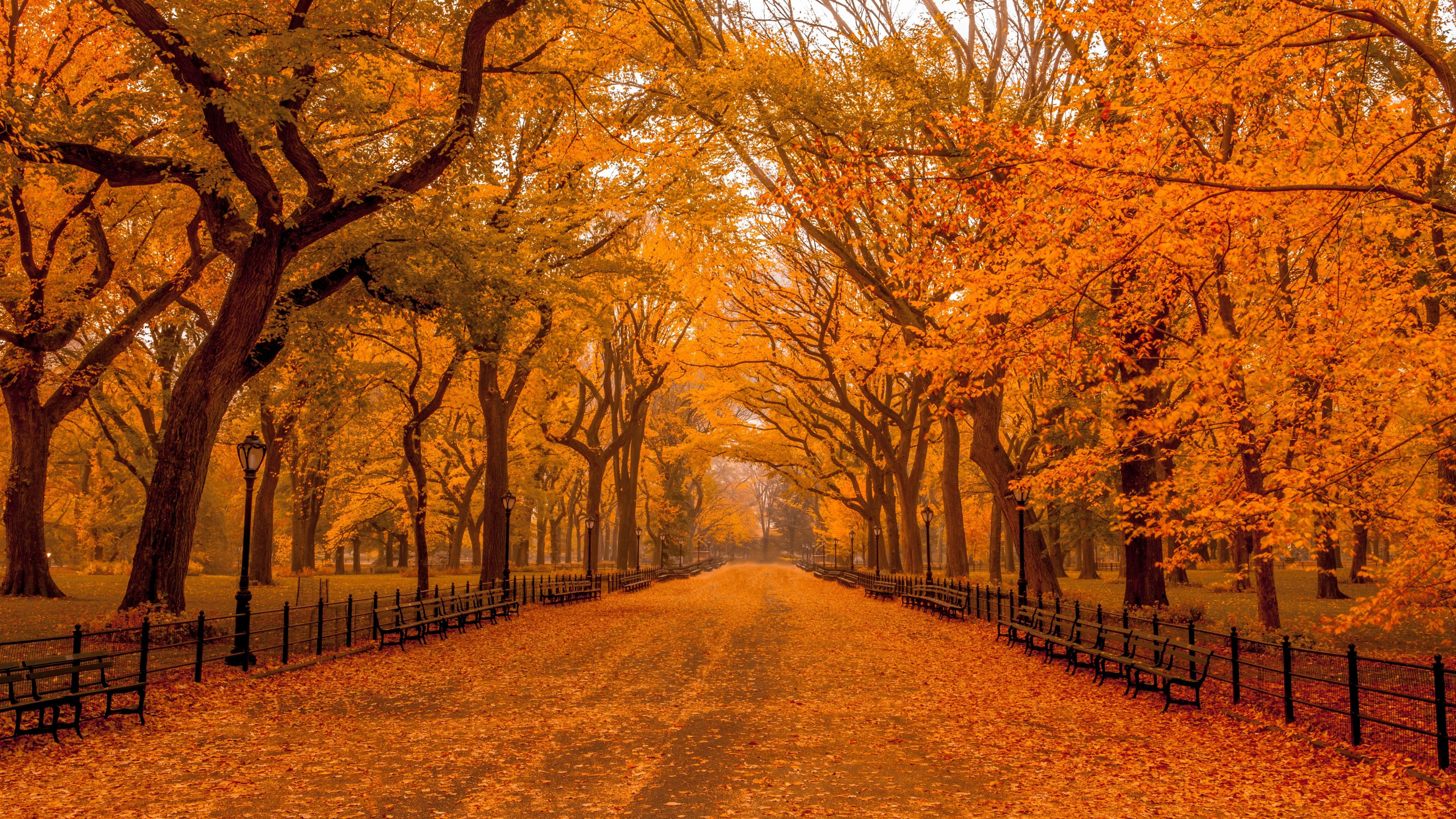 Fall Scenes 桌布 壁紙 — 一條金色秋日小徑，兩旁高聳的樹木和落葉在溫暖的陽光下。
