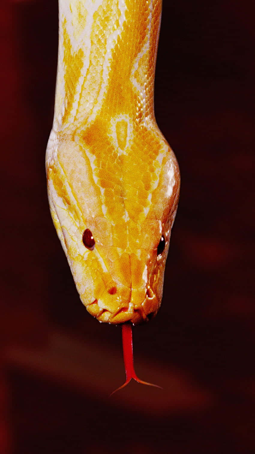 Yellow Snake 桌布 壁紙 — 一條金色蟒蛇頭部的特寫，其分叉的紅色舌頭在深紅色背景上伸出。