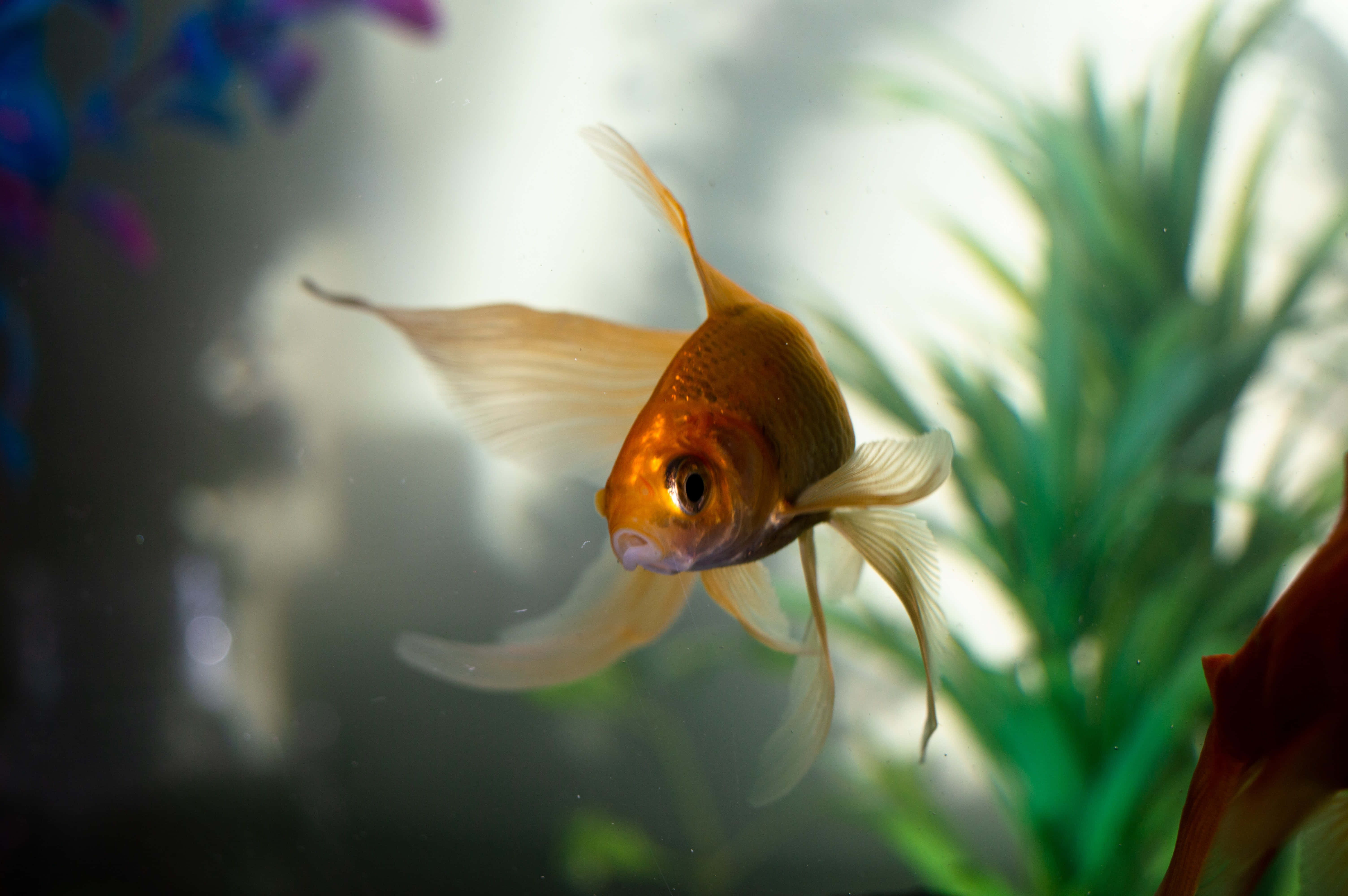 Goldfish 桌布 壁紙 — 一條金色魚兒擺動流暢的魚鰭，在柔和燈光的水族箱中優雅地游近綠色水生植物。