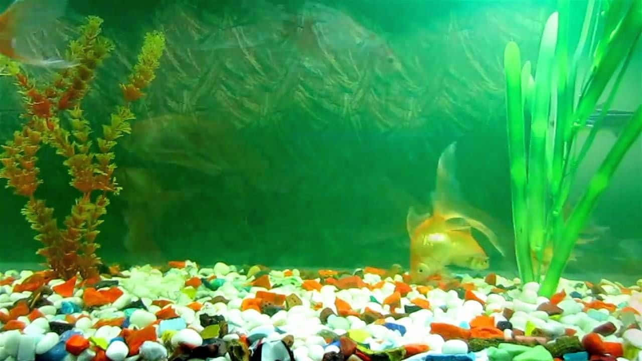 桌布 壁紙 — 一條金色魚在綠色調的水族箱中，優雅地游過色彩繽紛的鵝卵石和人工植物之間。
