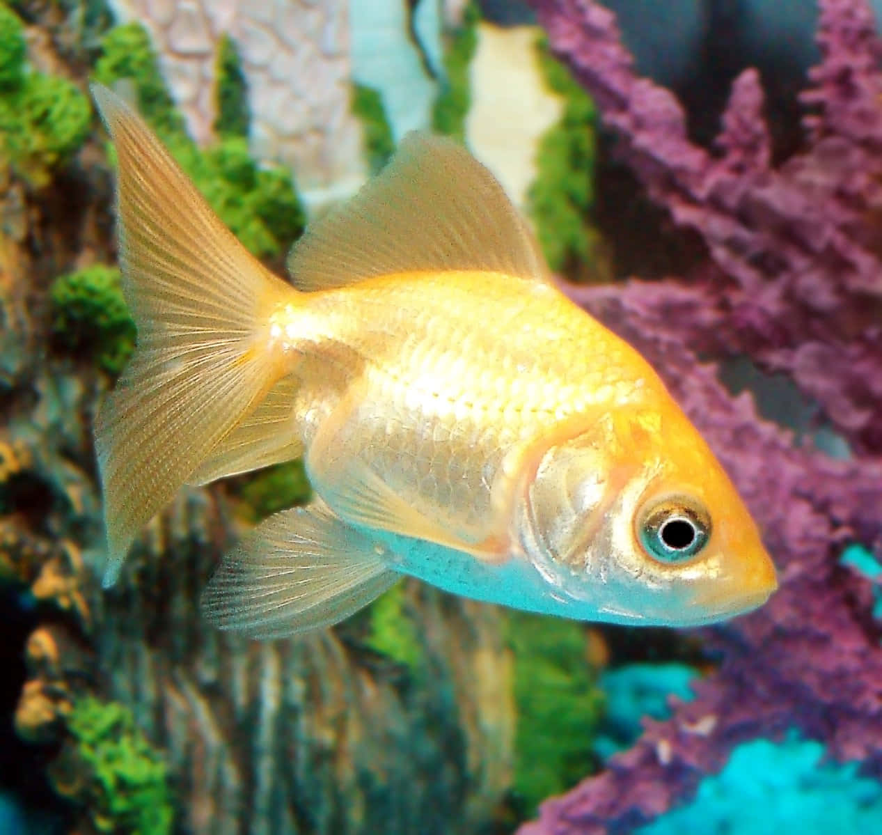 Goldfish 桌布 壁紙 — 一條金色魚在色彩繽紛的水族箱場景中，優雅地游過鮮豔的紫色和綠色珊瑚。