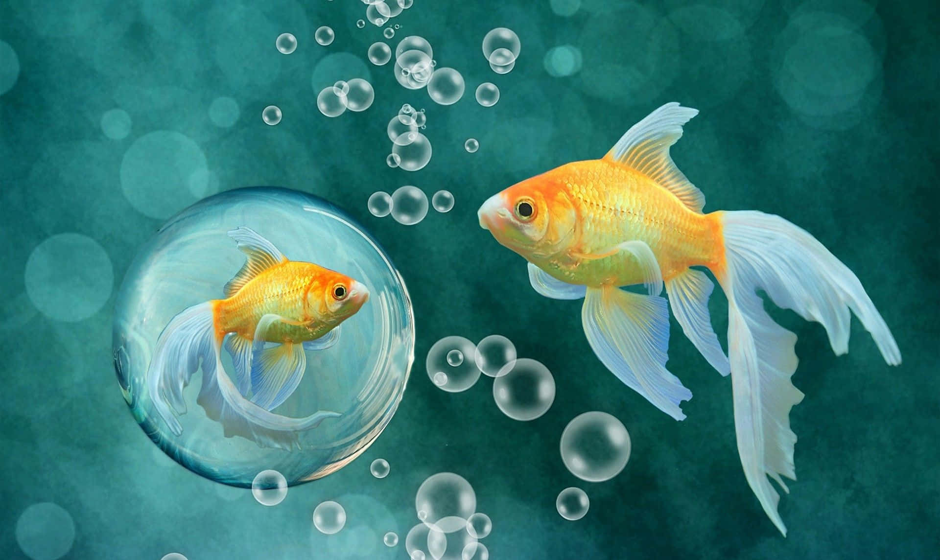HD Fish 桌布 壁紙 — 一條金色魚游向另一條被困在氣泡中的魚，周圍是漂浮的氣泡，在藍綠色水中。