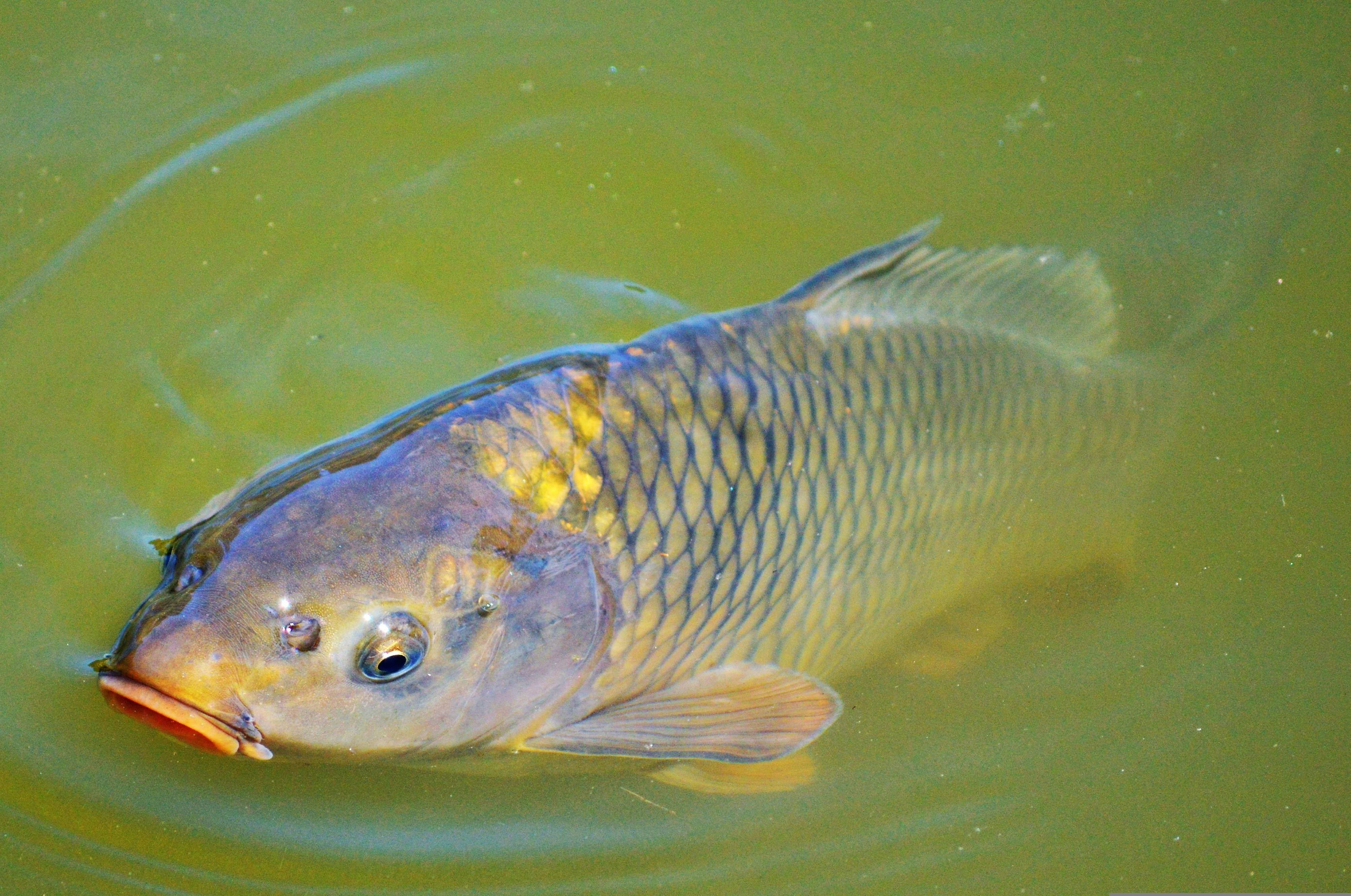 魚 桌布 壁紙 — 一條金色鱗片和橙色嘴巴的鯉魚特寫，打破綠色水面。