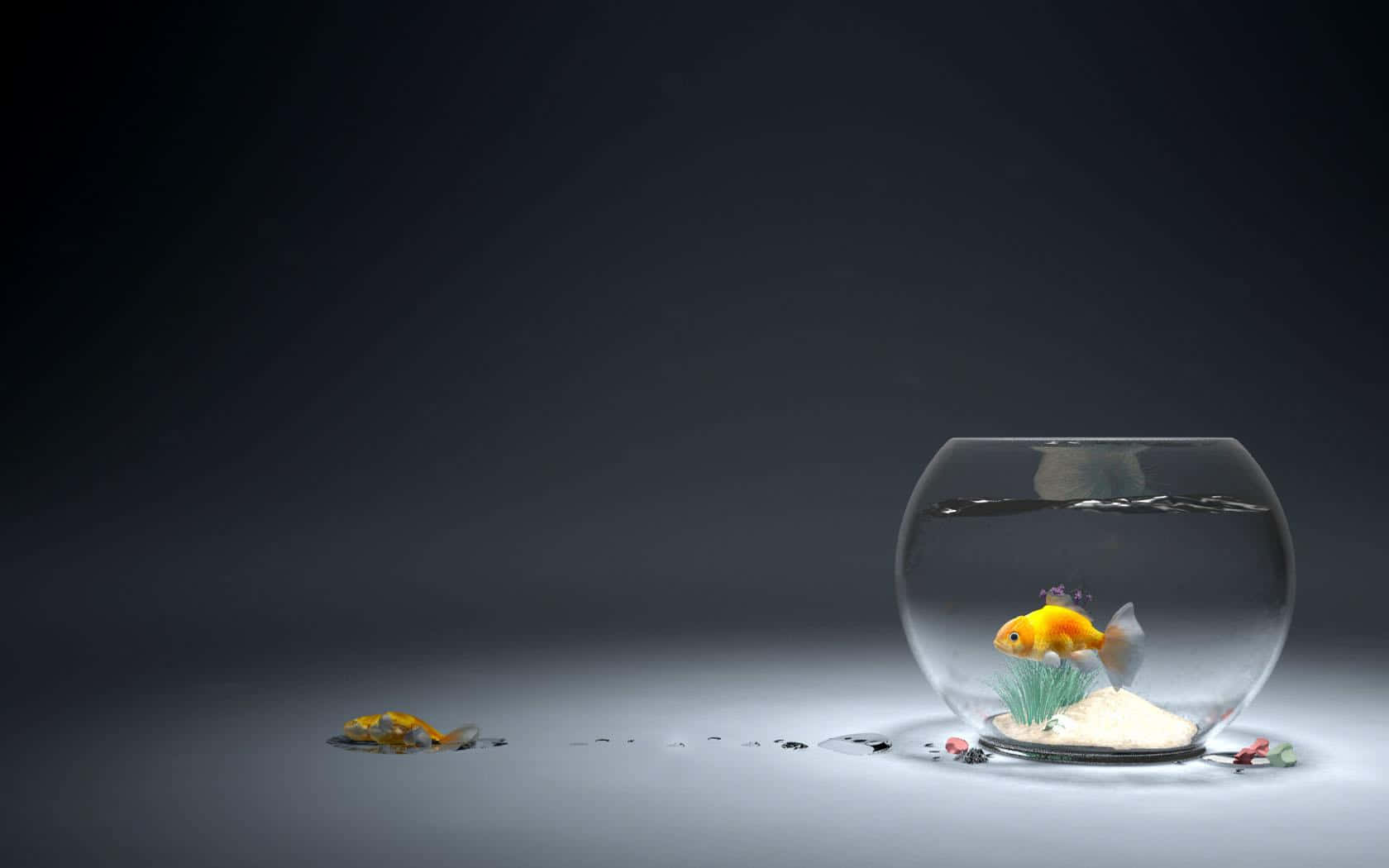 金魚 桌布 壁紙 — 一條金魚在一個圓形玻璃碗中游動，碗放在深灰色表面上，身後有散落的碎片。