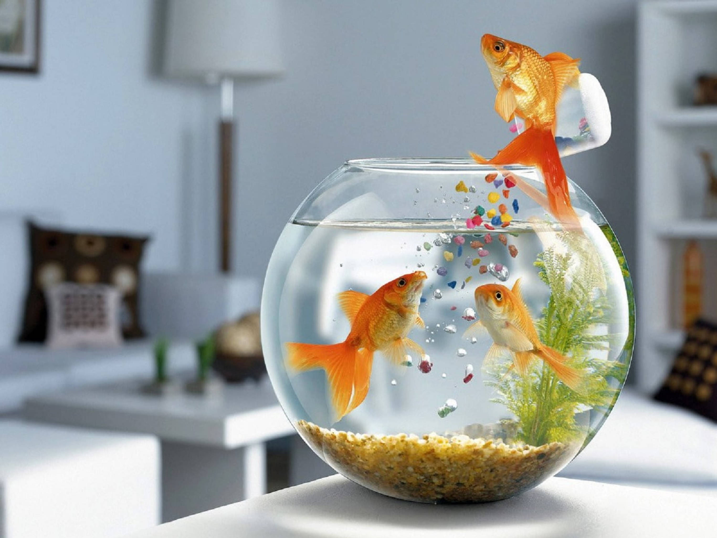 Goldfish 桌布 壁紙 — 一條金魚從圓碗中跳出，將彩色鵝卵石灑落在明亮的現代客廳中。