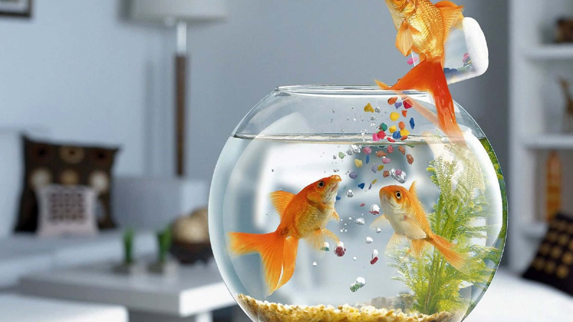 Fish Desktop 桌布 壁紙 — 一條金魚從杯子跳進圓形魚缸，彩色碎石灑落水中，另外兩條金魚在觀看。
