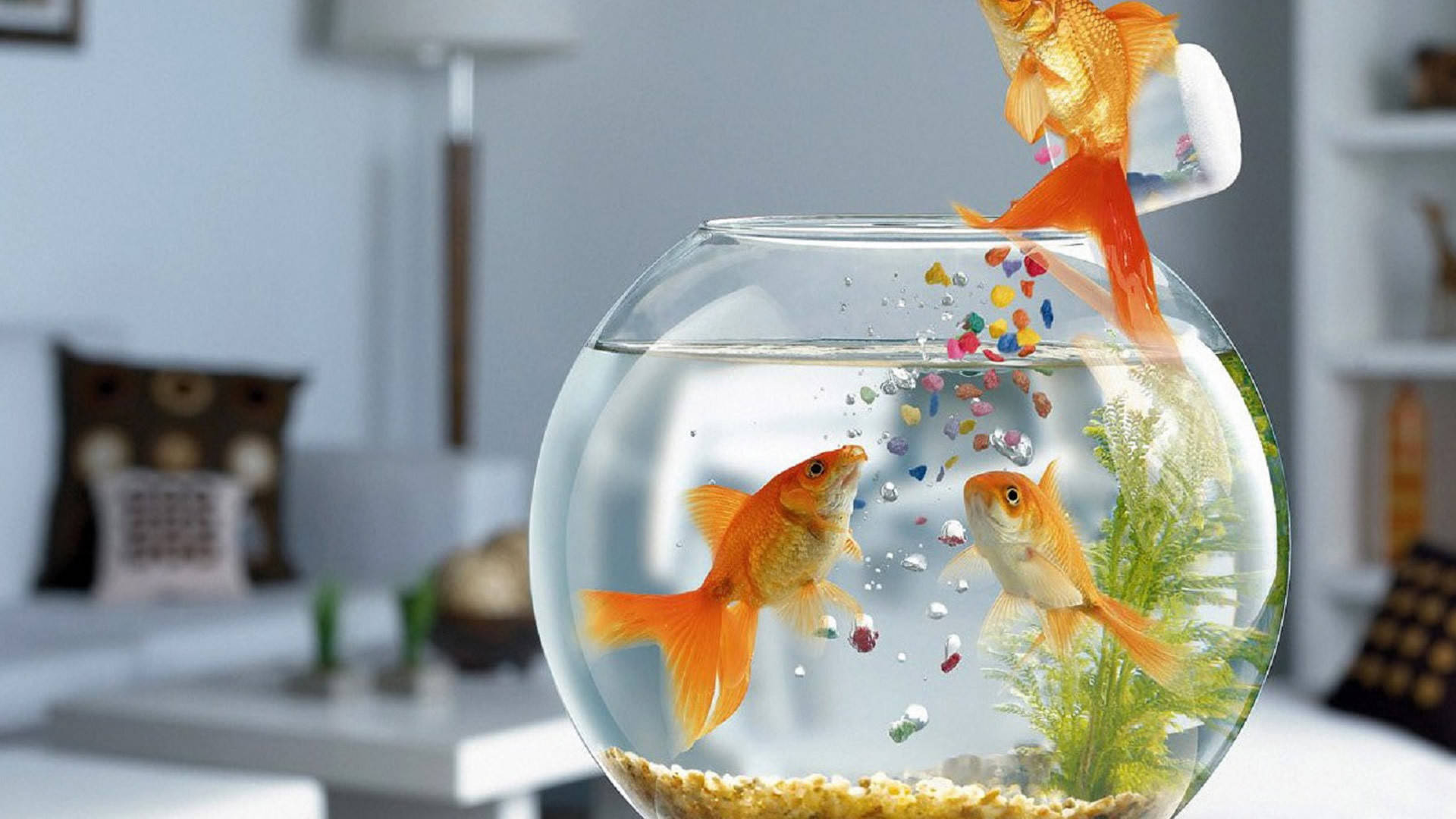 魚 桌布 壁紙 — 一條金魚從杯子跳進圓碗，彩色鵝卵石濺入水中，另外兩條金魚在觀看。