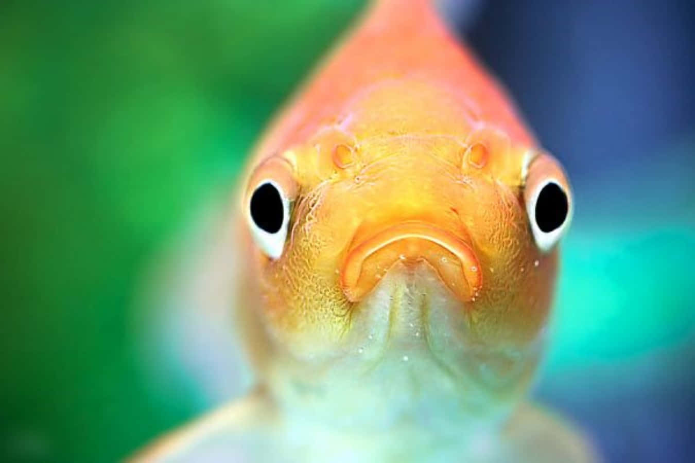 動物 桌布 壁紙 — 一條金魚的特寫，擁有又大又圓的眼睛和橙色鱗片，在模糊的綠色和藍色背景下直視觀眾。