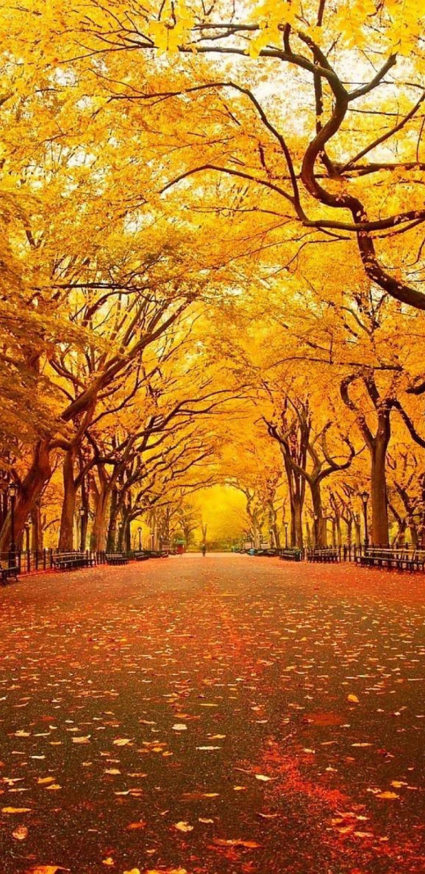 Path 桌布 壁紙 — 一條金黃色的楓樹秋日隧道，拱形覆蓋在鋪滿落葉的小徑上，沐浴在溫暖的陽光下。