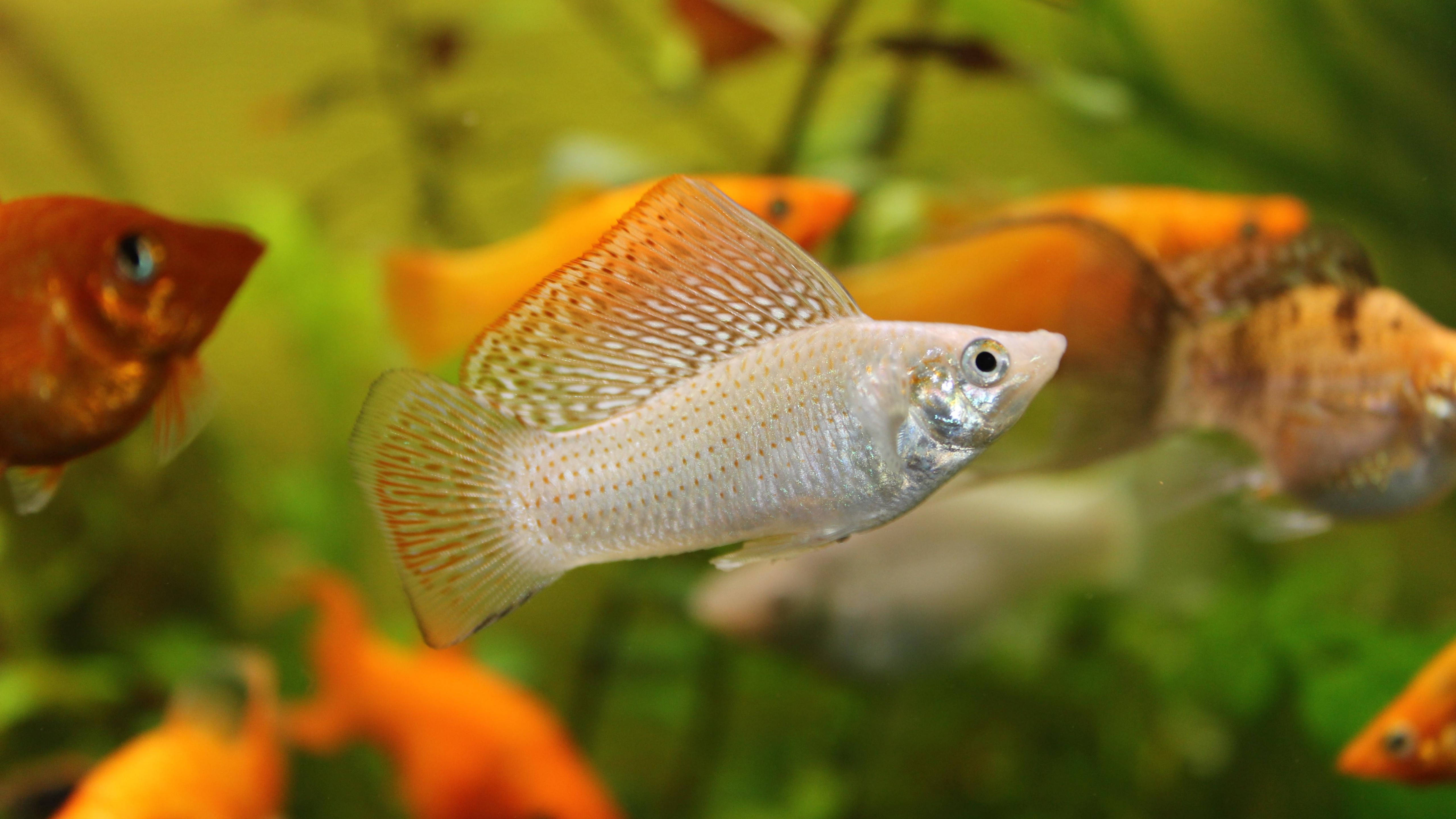 魚 桌布 壁紙 — 一條銀色摩利魚，魚鰭尖端呈橙色，在茂盛的綠色水族箱中與橙色魚群優雅地游動。