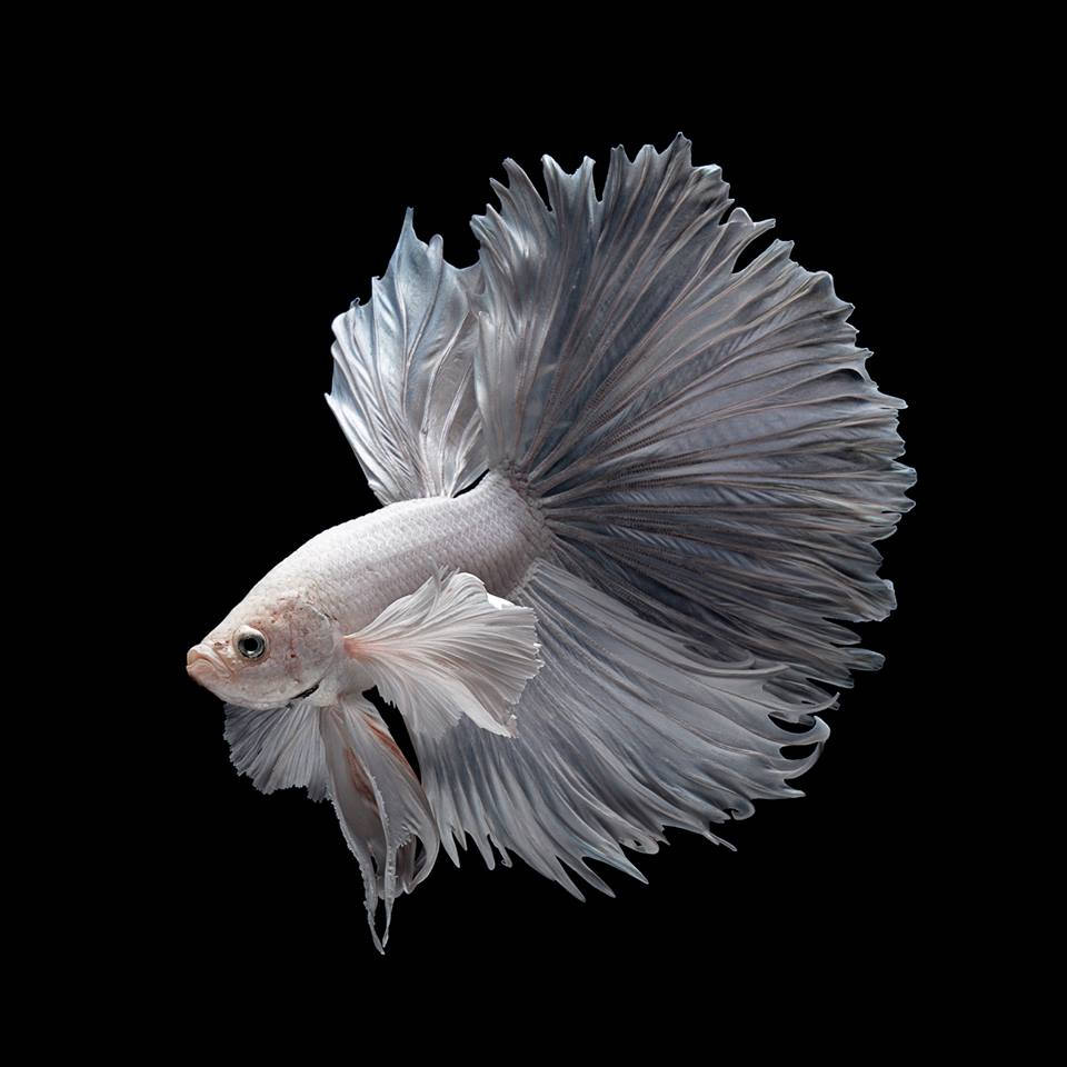 Betta Fish 桌布 壁紙 — 一條銀色鬥魚擺動流暢的魚鰭，在純黑背景上優雅滑行。