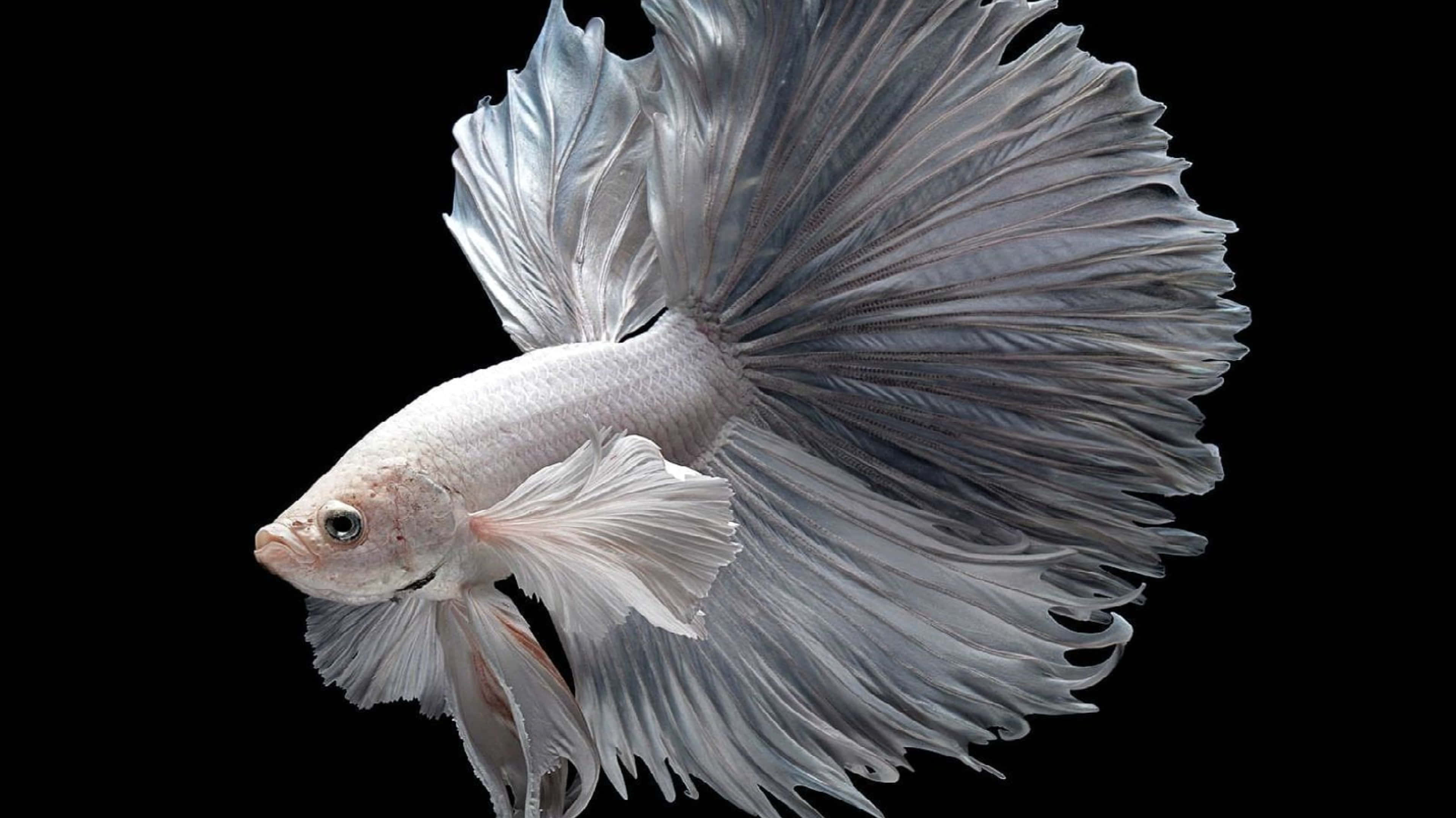 4K Fish 桌布 壁紙 — 一條銀色鬥魚擺動流暢的魚鰭，在純黑背景上優雅滑行。