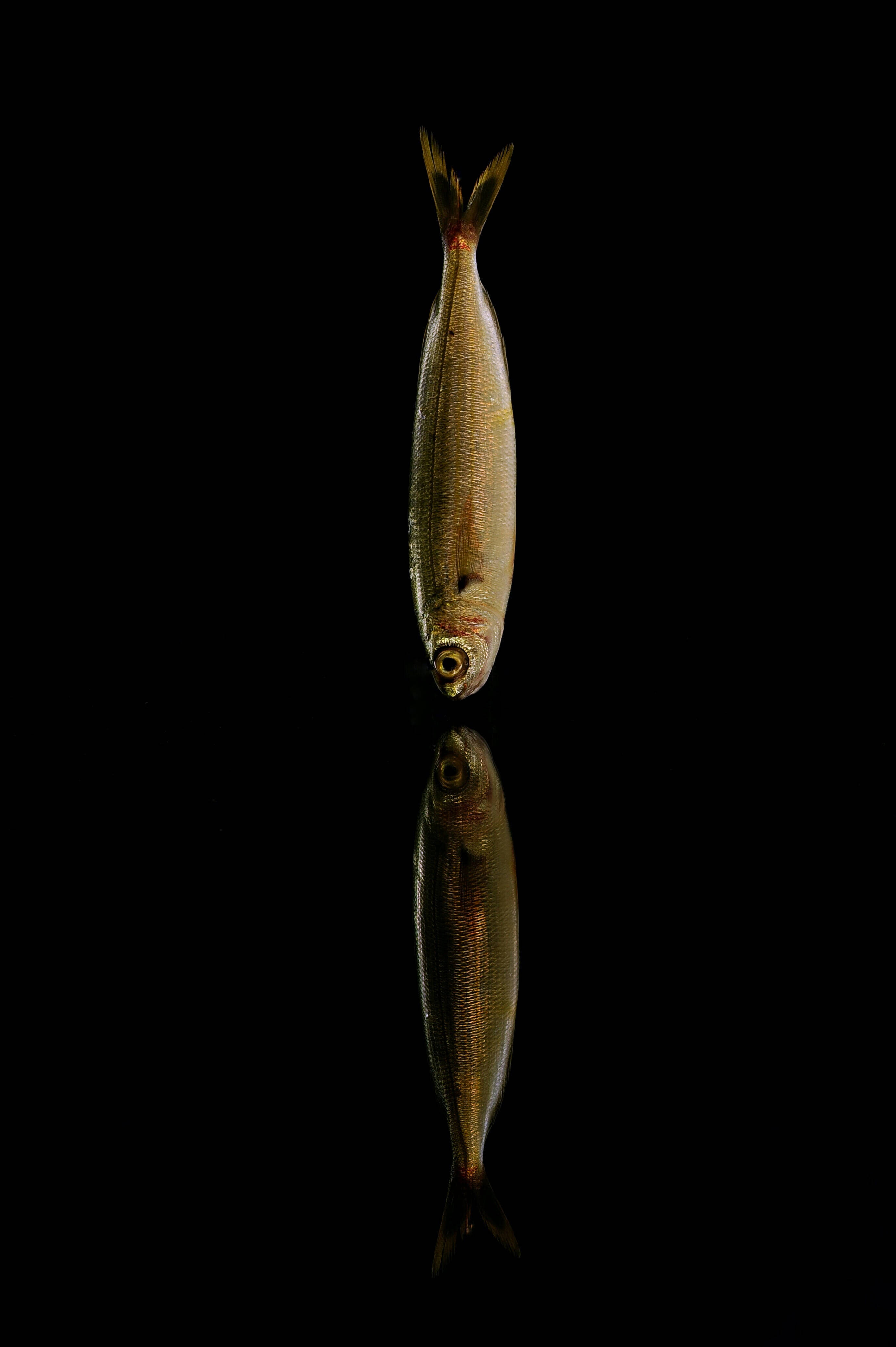 魚 桌布 壁紙 — 一條銀色魚垂直懸掛在黑色背景上，下方有完美的鏡像倒影。