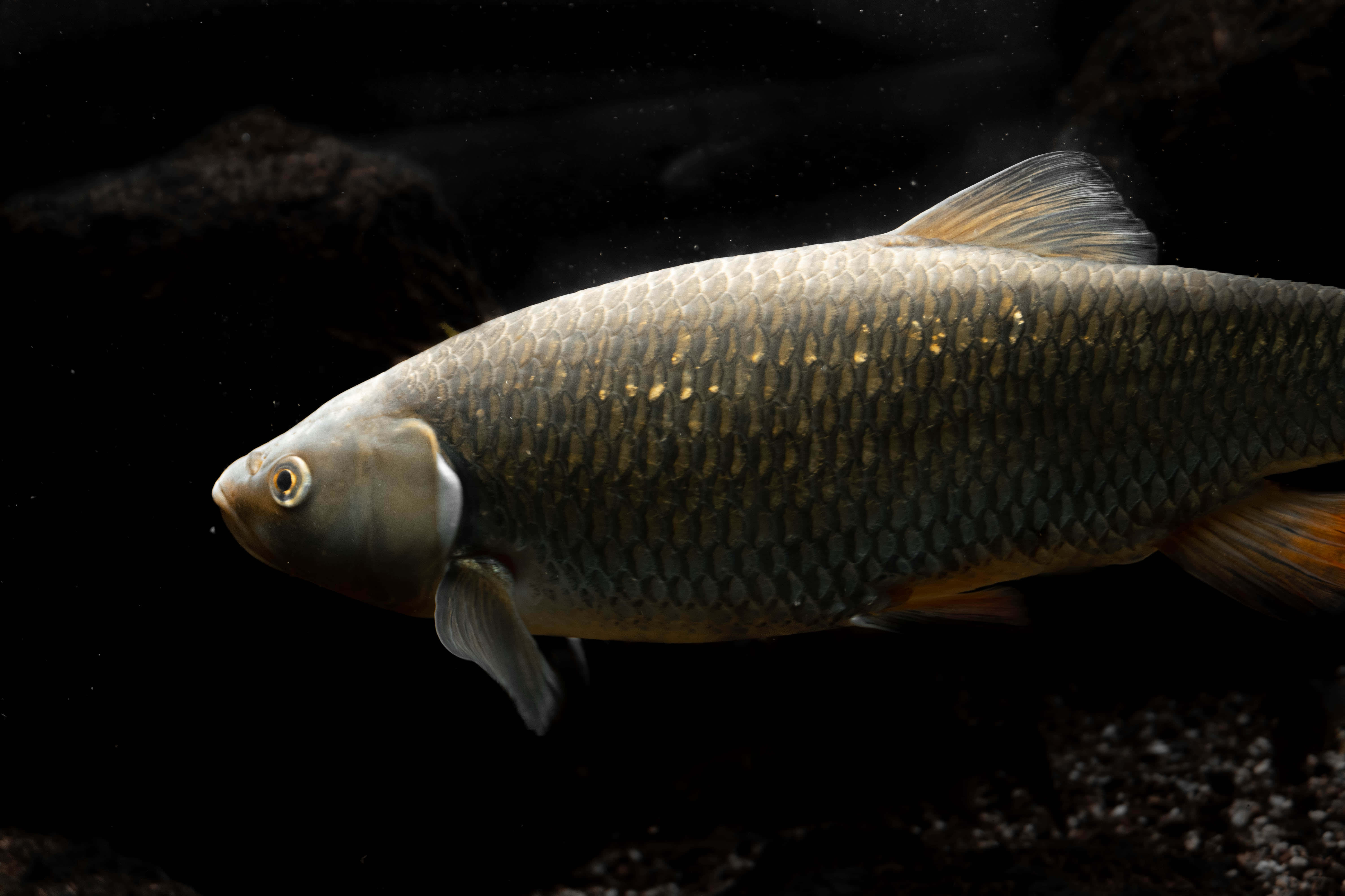 Fish Scale 桌布 壁紙 — 一條銀色魚身帶金色鱗片的魚，在碎石和岩石附近的暗水中滑行。