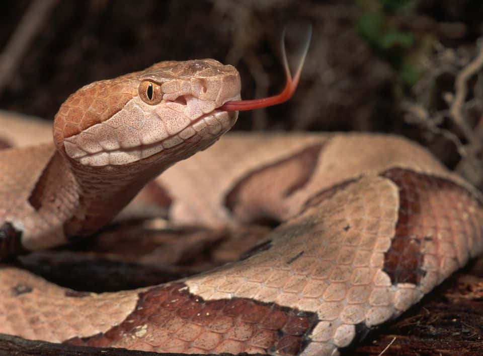 Scary Snake 桌布 壁紙 — 一條銅頭蛇，帶有棕色和棕褐色鱗片，在模糊的森林地面背景下伸出紅色的舌頭。