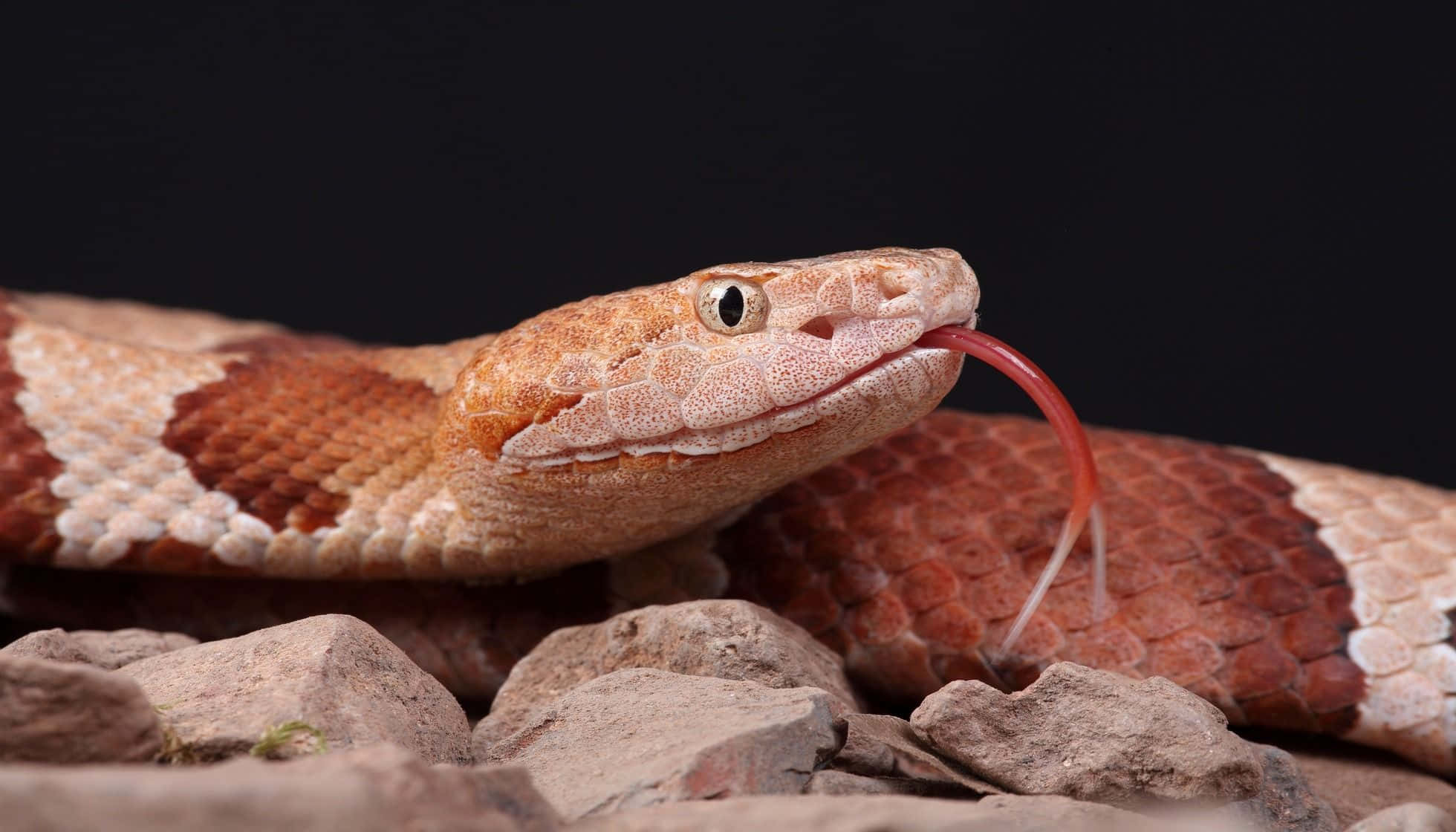 Copperhead Snake 桌布 壁紙 — 一條銅頭蛇，帶有紅褐色和奶油色的鱗片，在黑色背景的粗糙灰色岩石上吐舌頭。