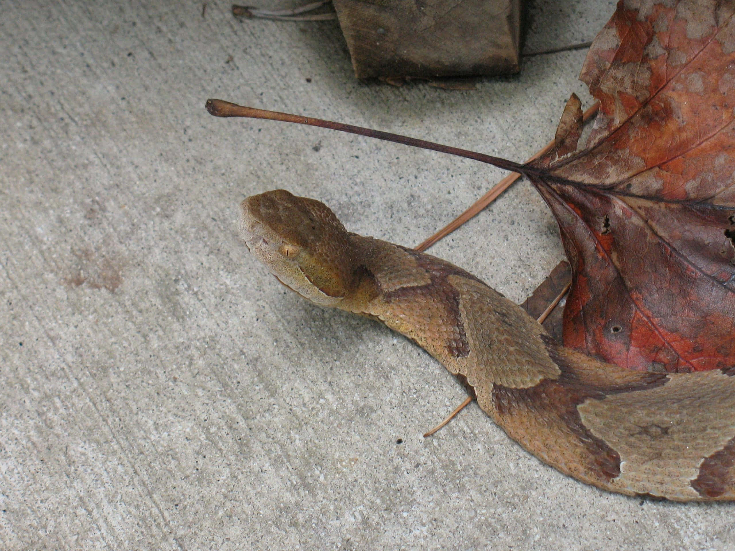 Copperhead Snake 桌布 壁紙 — 一條銅頭蛇偽裝在混凝土上，旁邊有一片腐爛的秋葉。