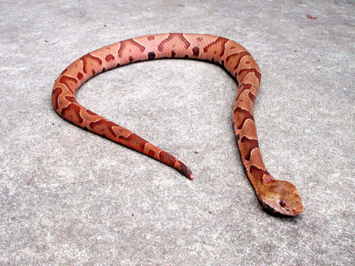 Copperhead Snake 桌布 壁紙 — 一條銅頭蛇優雅地盤繞在有紋理的灰色混凝土表面上，其紅褐色鱗片帶有深色沙漏形圖案。