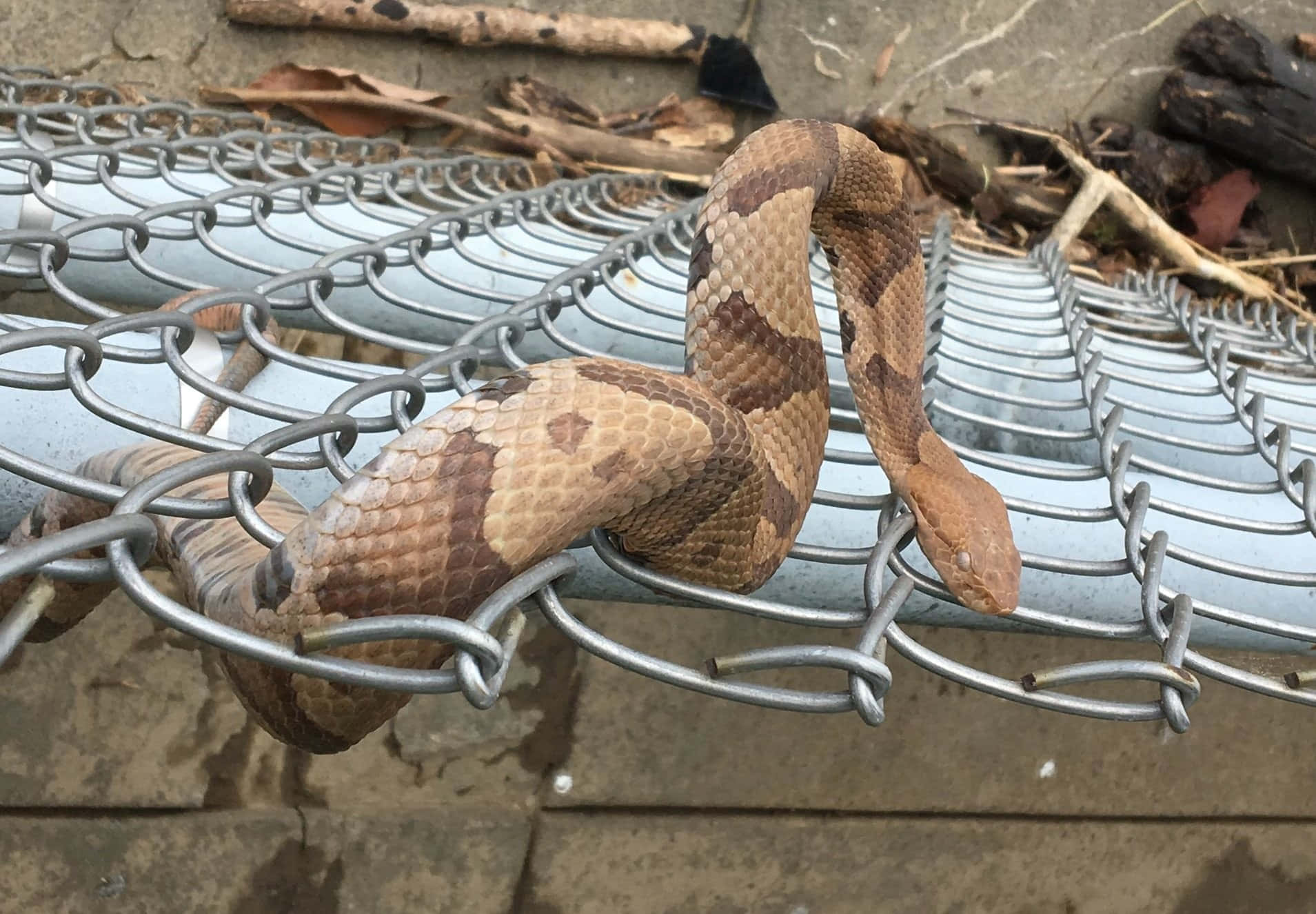 Copperhead Snake 桌布 壁紙 — 一條銅頭蛇優雅地纏繞在金屬鏈條圍欄上，背景是風化的混凝土和乾燥的樹葉。