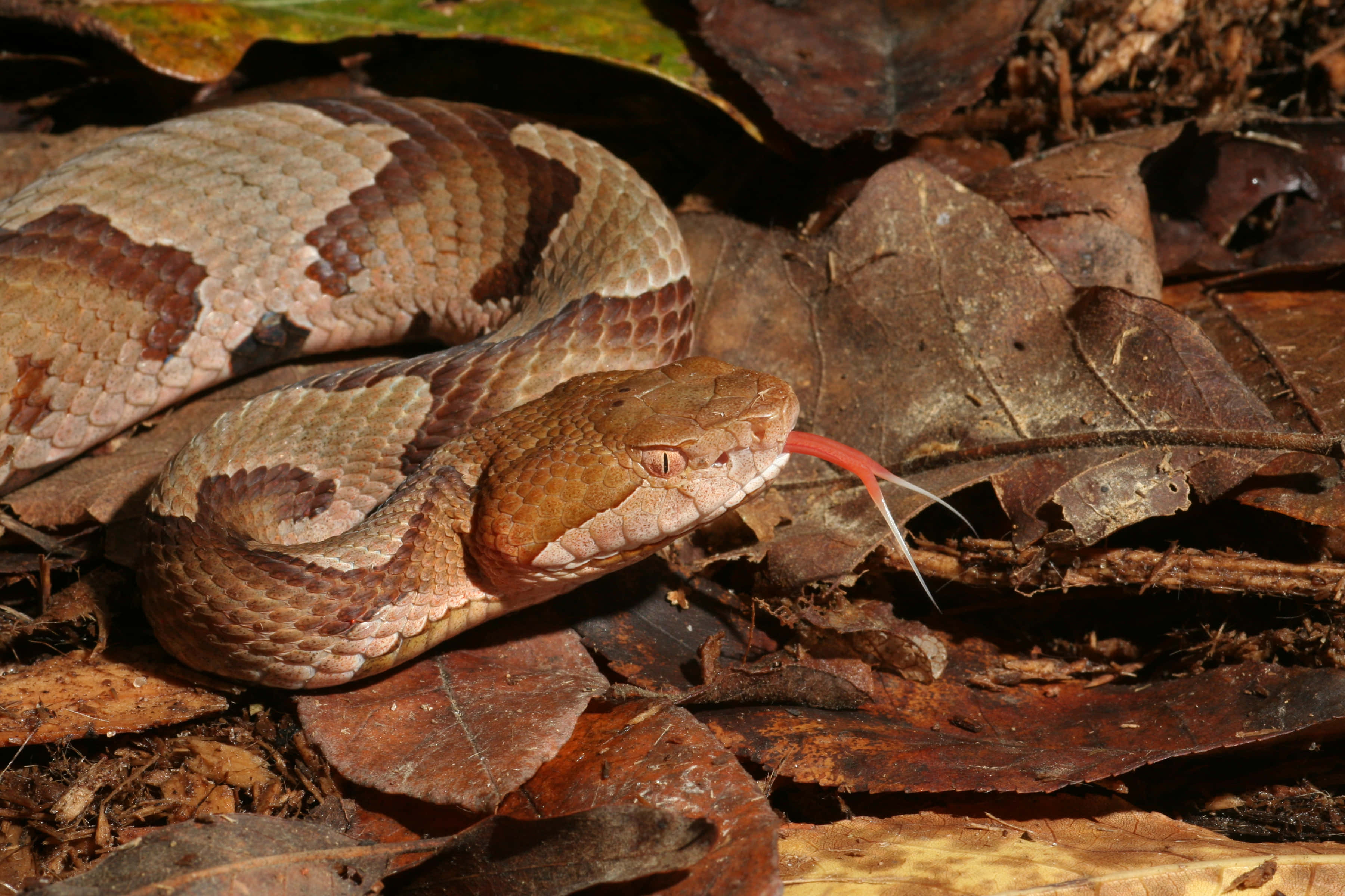 Copperhead Snake 桌布 壁紙 — 一條銅頭蛇在乾燥的棕色樹葉中盤繞，在陽光照耀的森林地面上吐著鮮紅色的舌頭。
