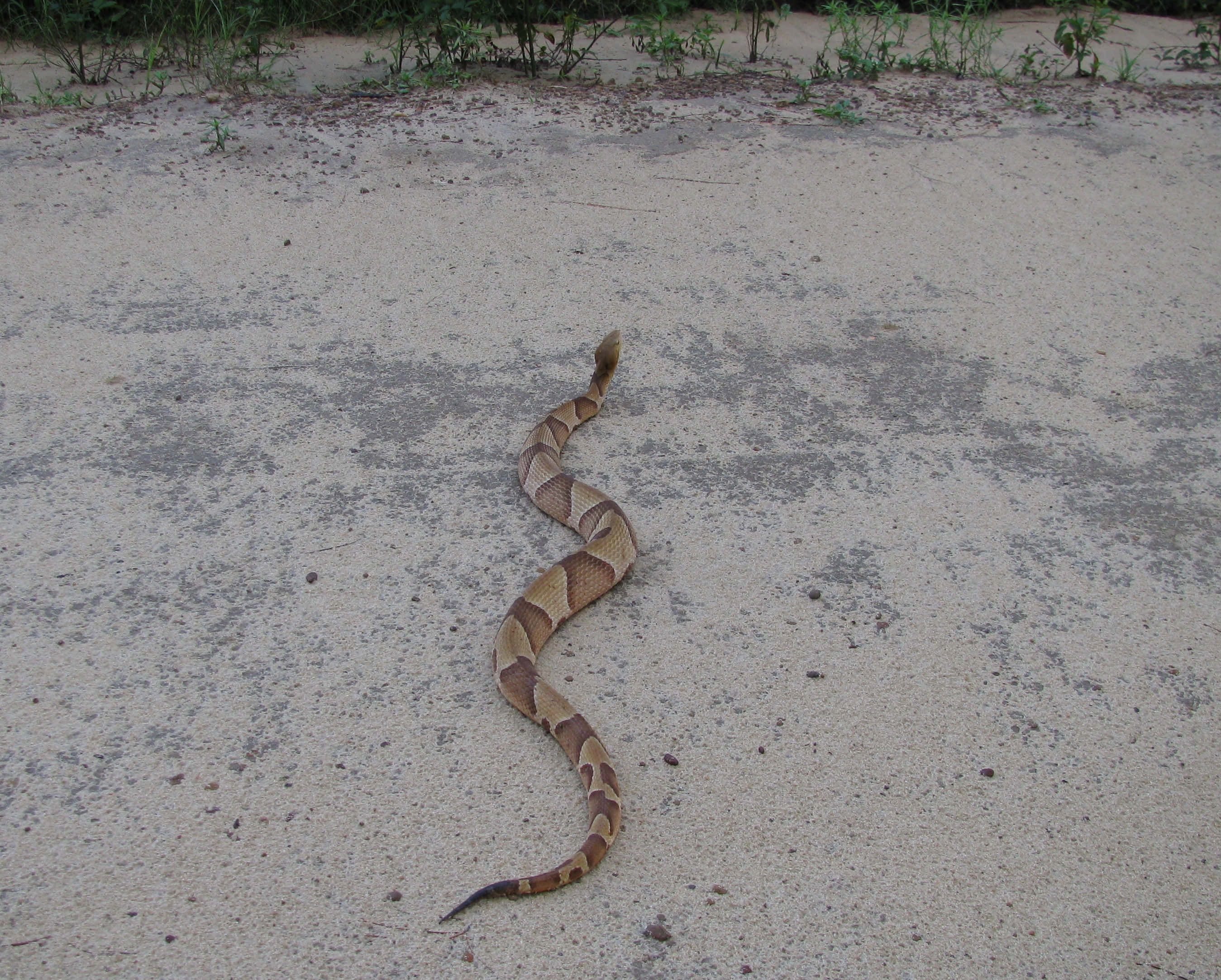 Copperhead Snake 桌布 壁紙 — 一條銅頭蛇在塵土飛揚的碎石小徑上蜿蜒爬行，小徑兩旁稀疏地長著綠色植物。