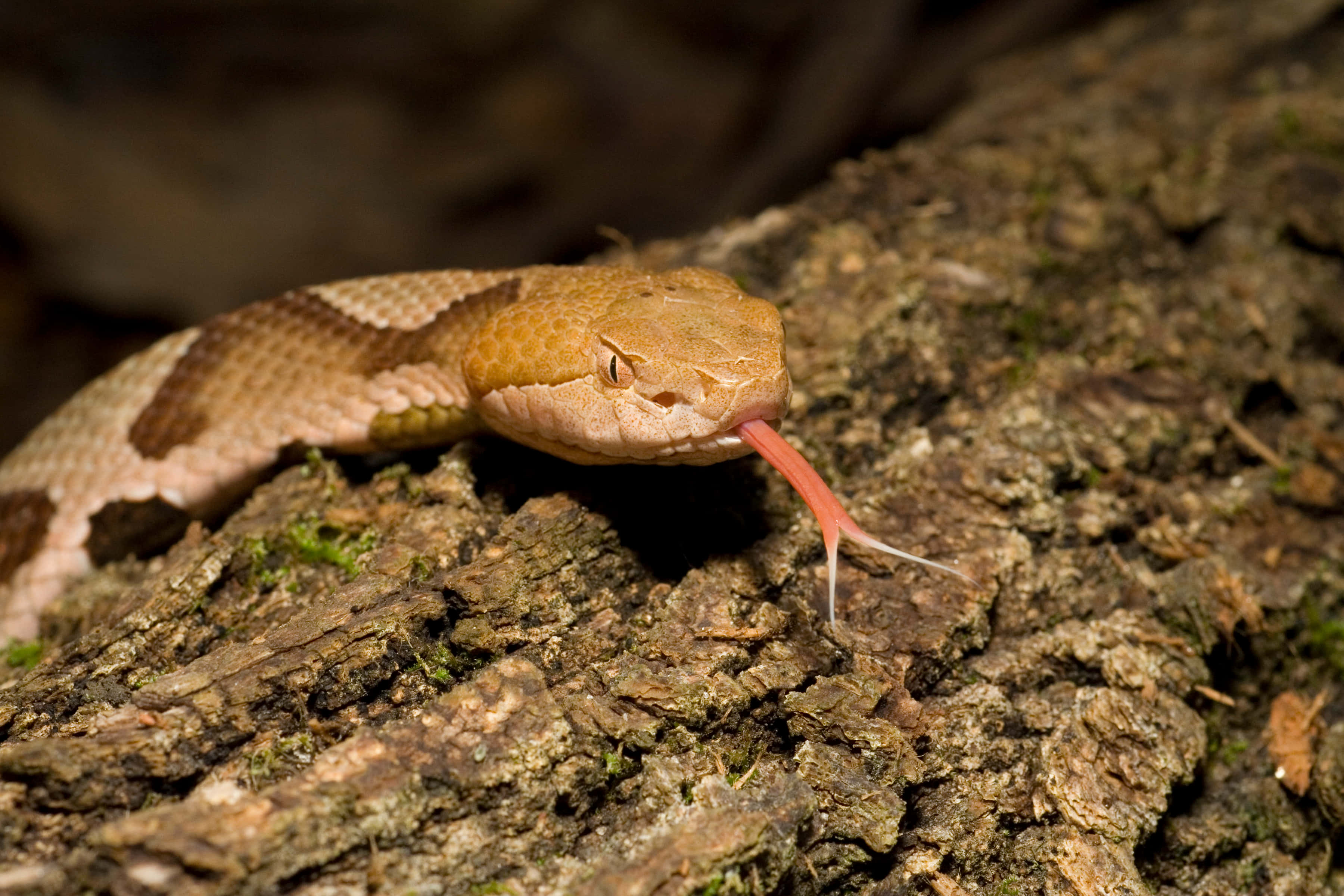 Copperhead Snake 桌布 壁紙 — 一條銅頭蛇在森林中長滿苔蘚的樹幹上吐出粉紅色的舌頭。