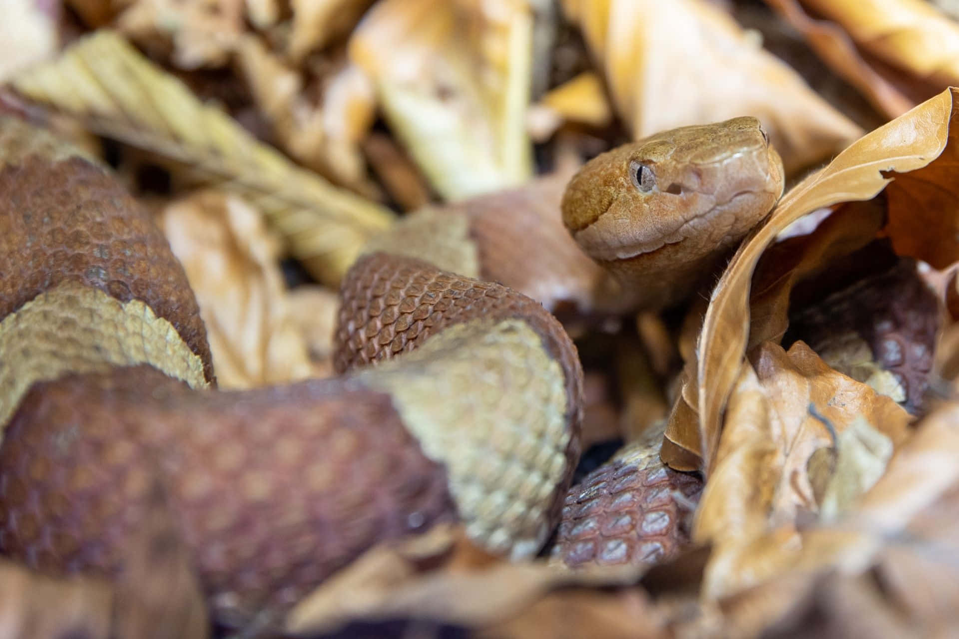 Copperhead Snake 桌布 壁紙 — 一條銅頭蛇在森林地面的乾燥棕色落葉中偽裝。